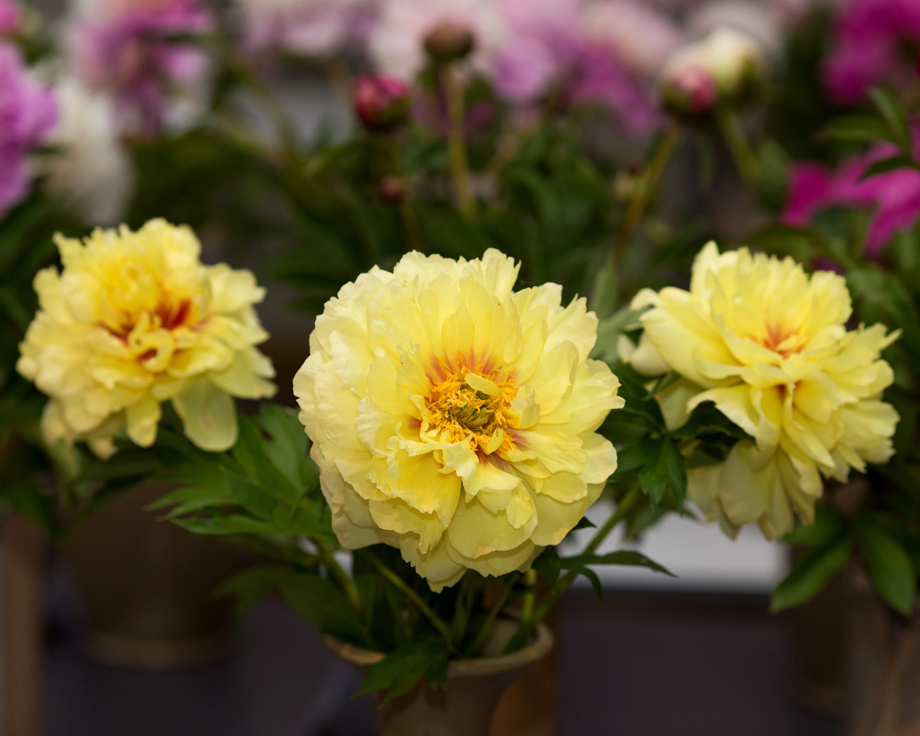 Paeonia 'Bartzella' - Image 5