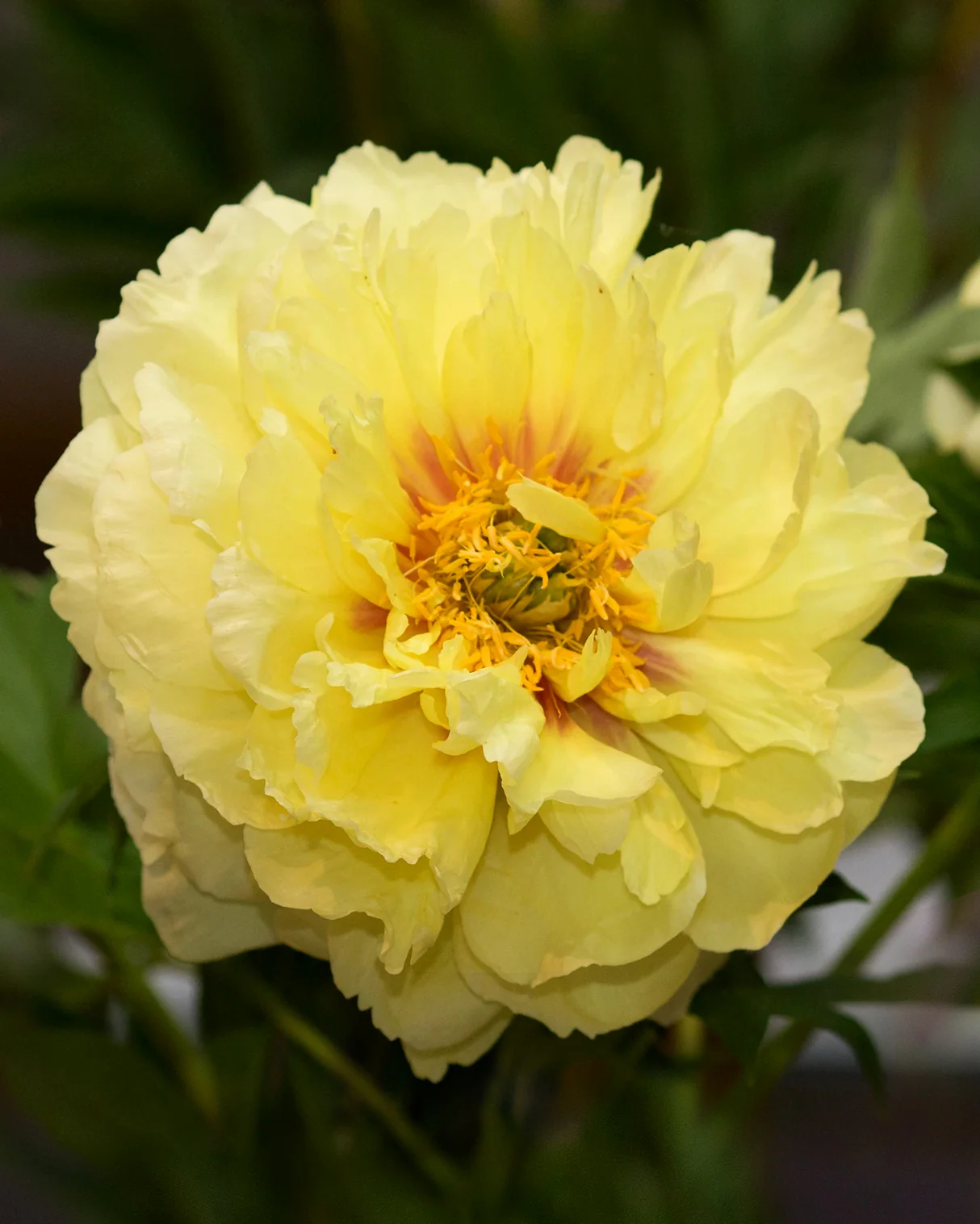 Paeonia 'Bartzella' - Image 6