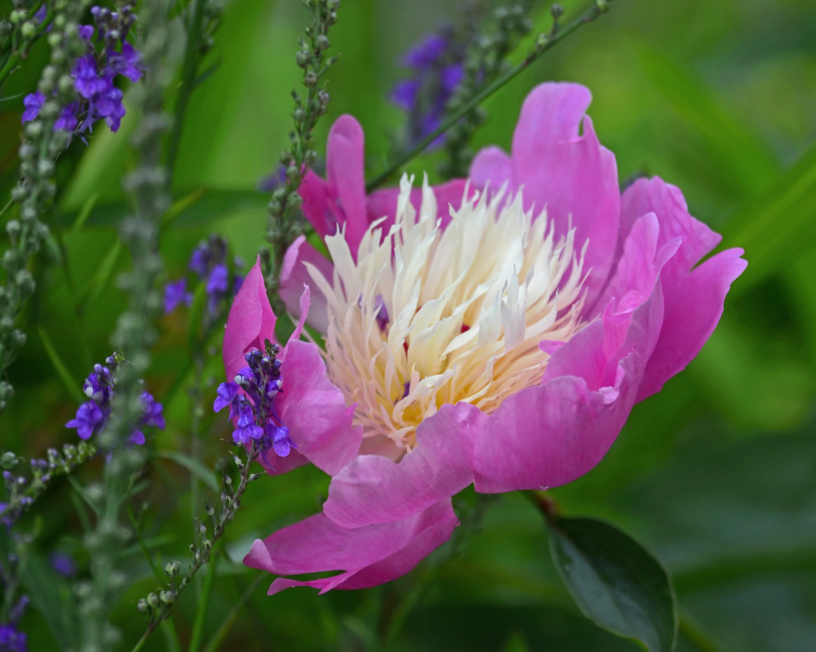 Paeonia 'Bowl of Beauty' - Image 6