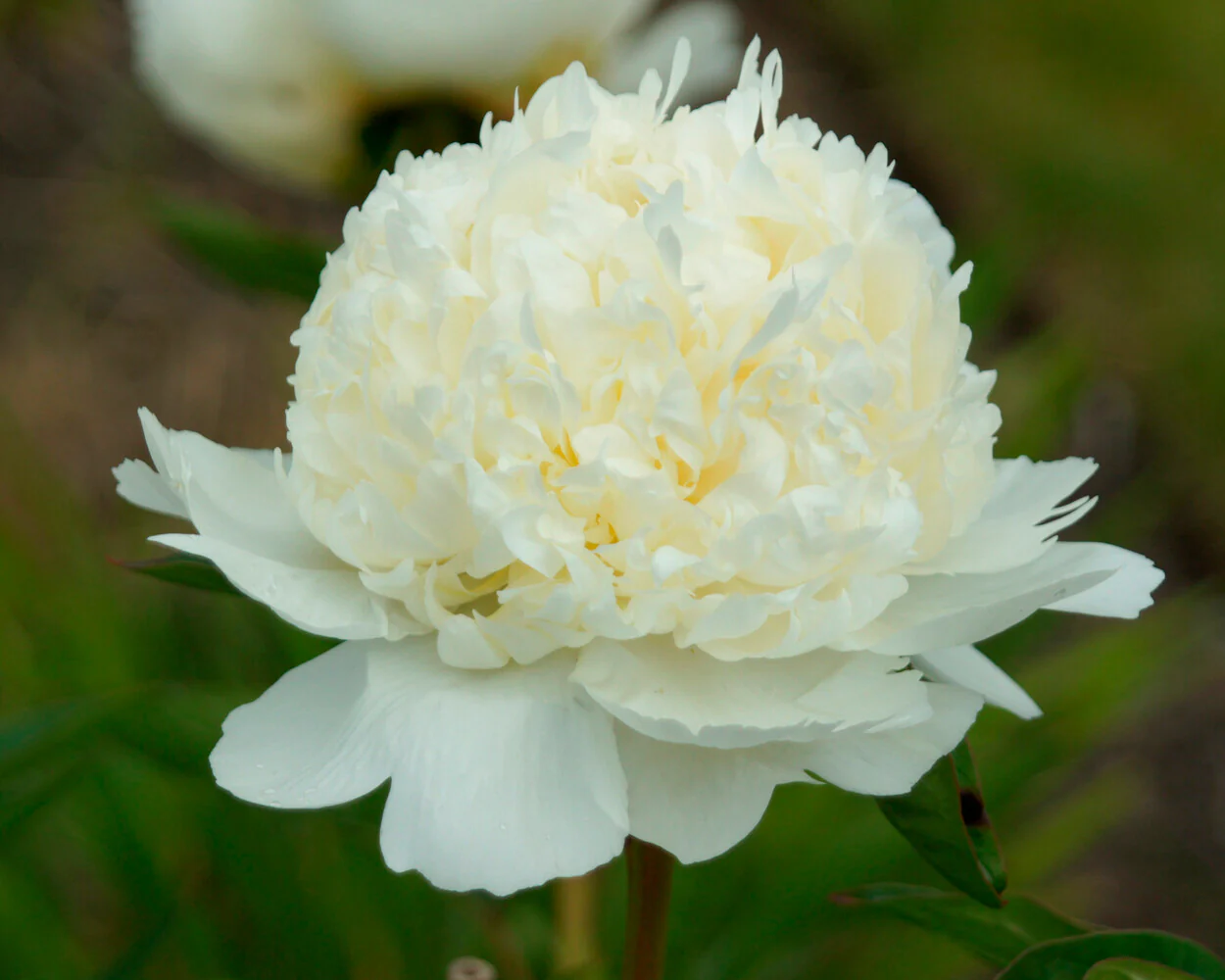 Paeonia 'Bridal Shower' - Image 4