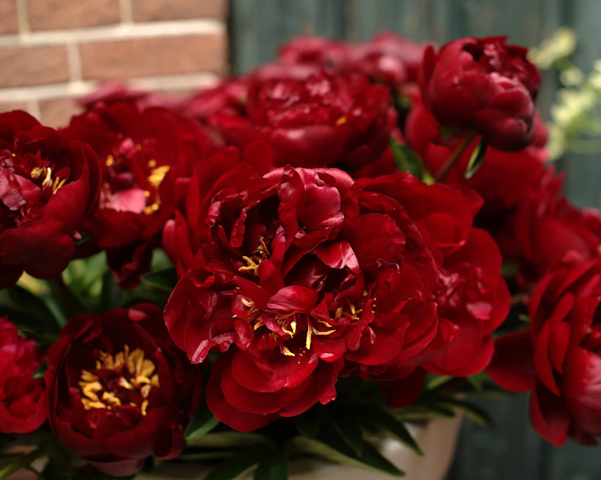 Paeonia 'Buckeye Belle' - Image 3