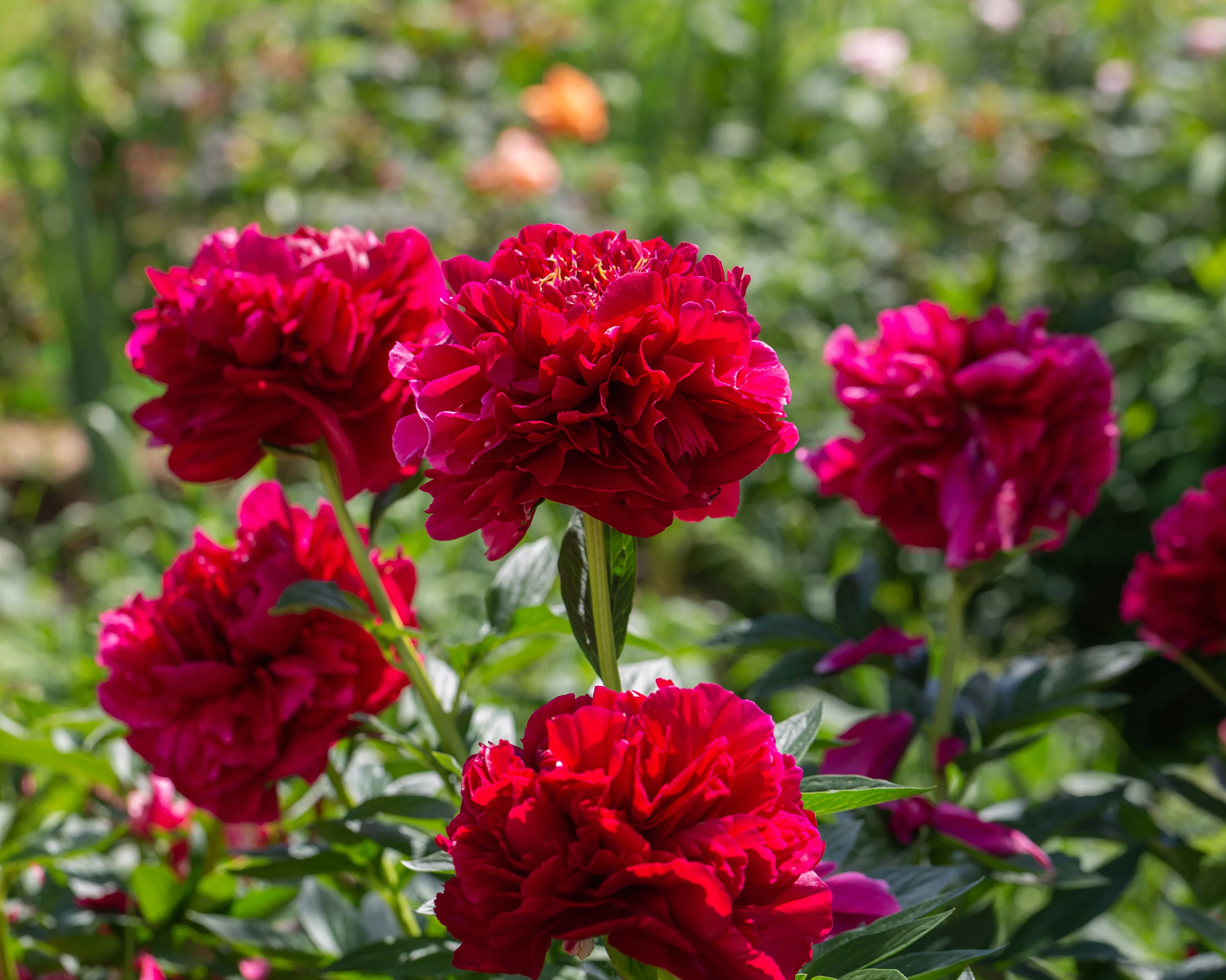 Paeonia 'Buckeye Belle' - Image 6