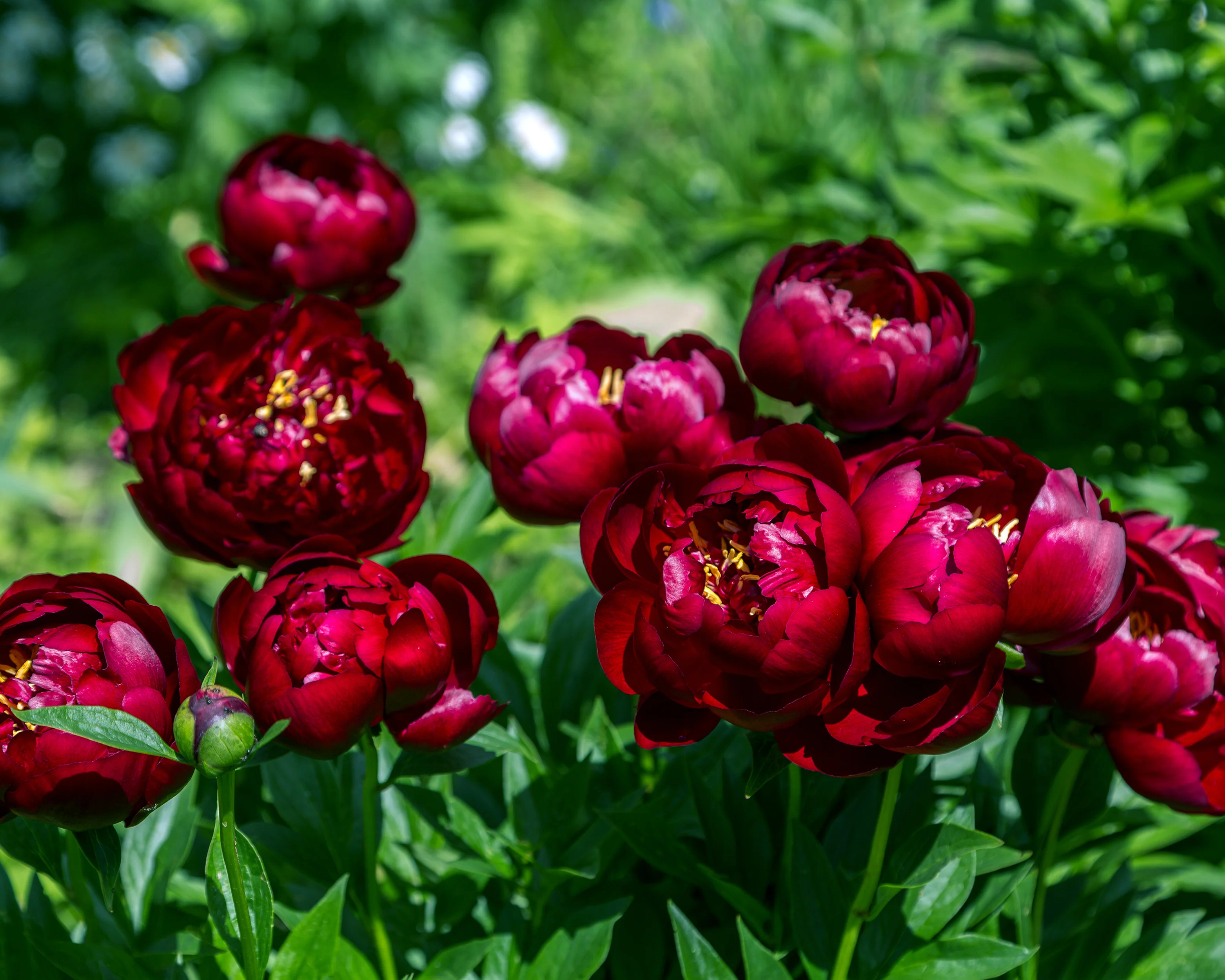 Paeonia 'Buckeye Belle' - Image 8