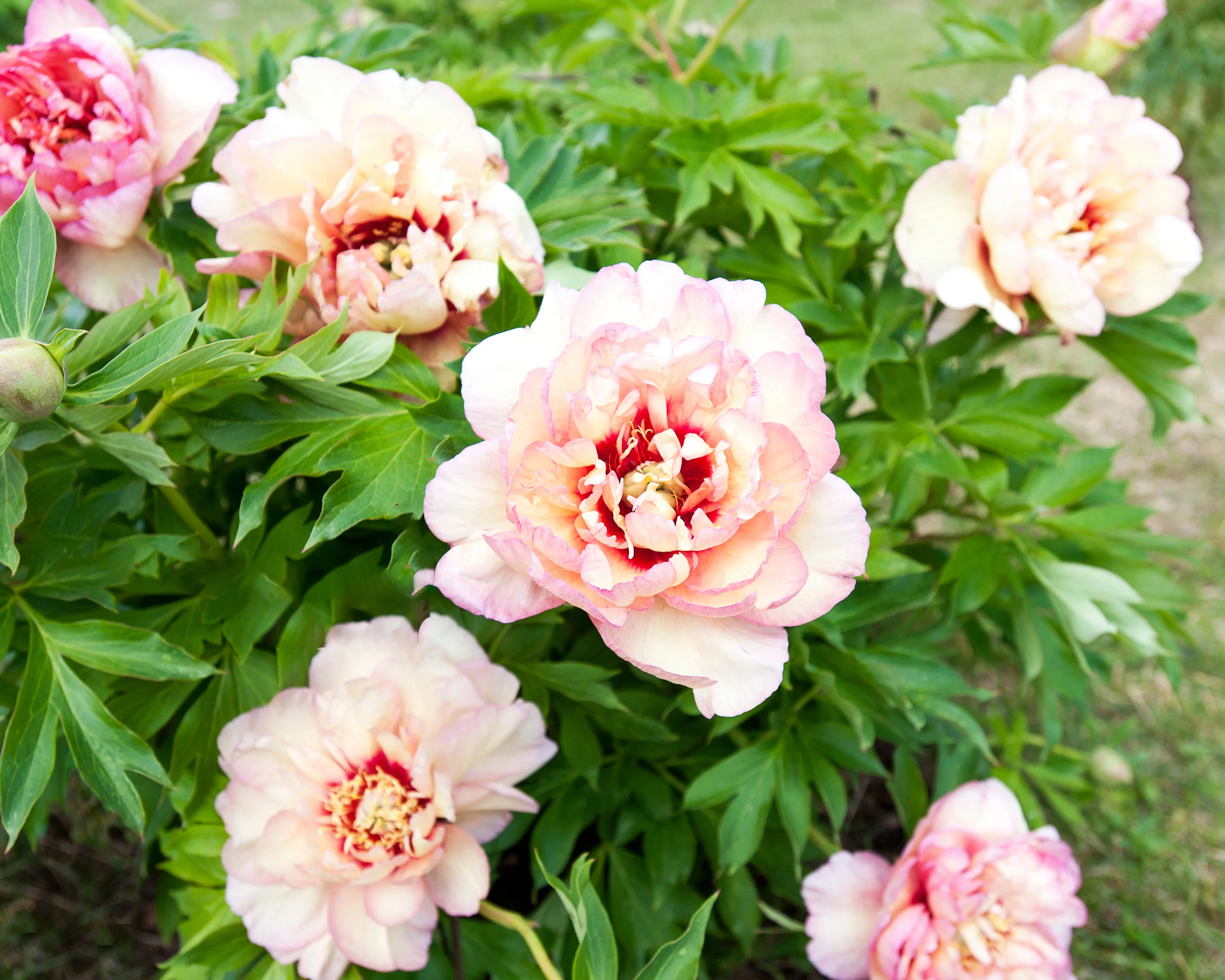 Paeonia 'Callie's Memory' - Image 3