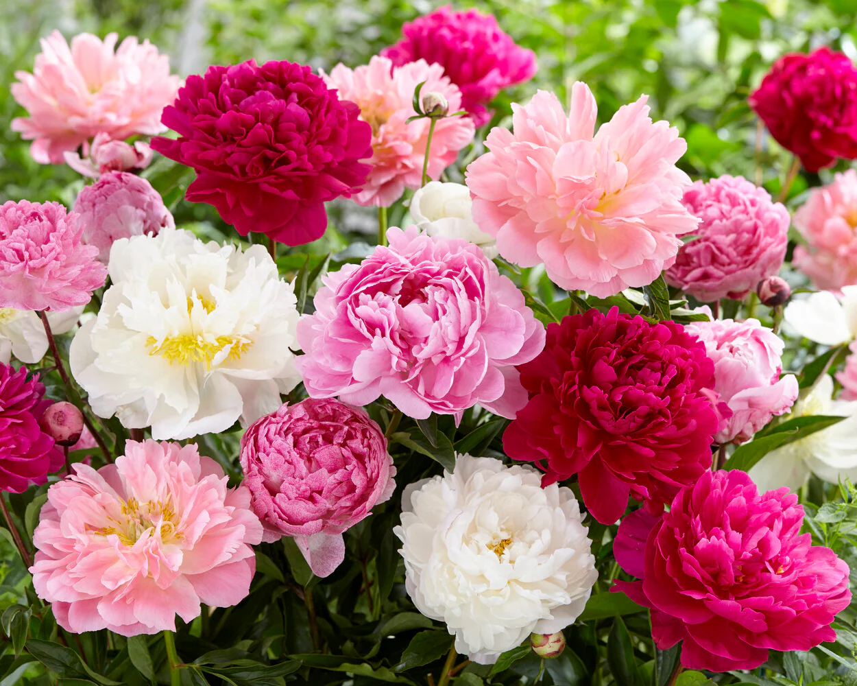 Peony collection 'Colourburst' - Image 3