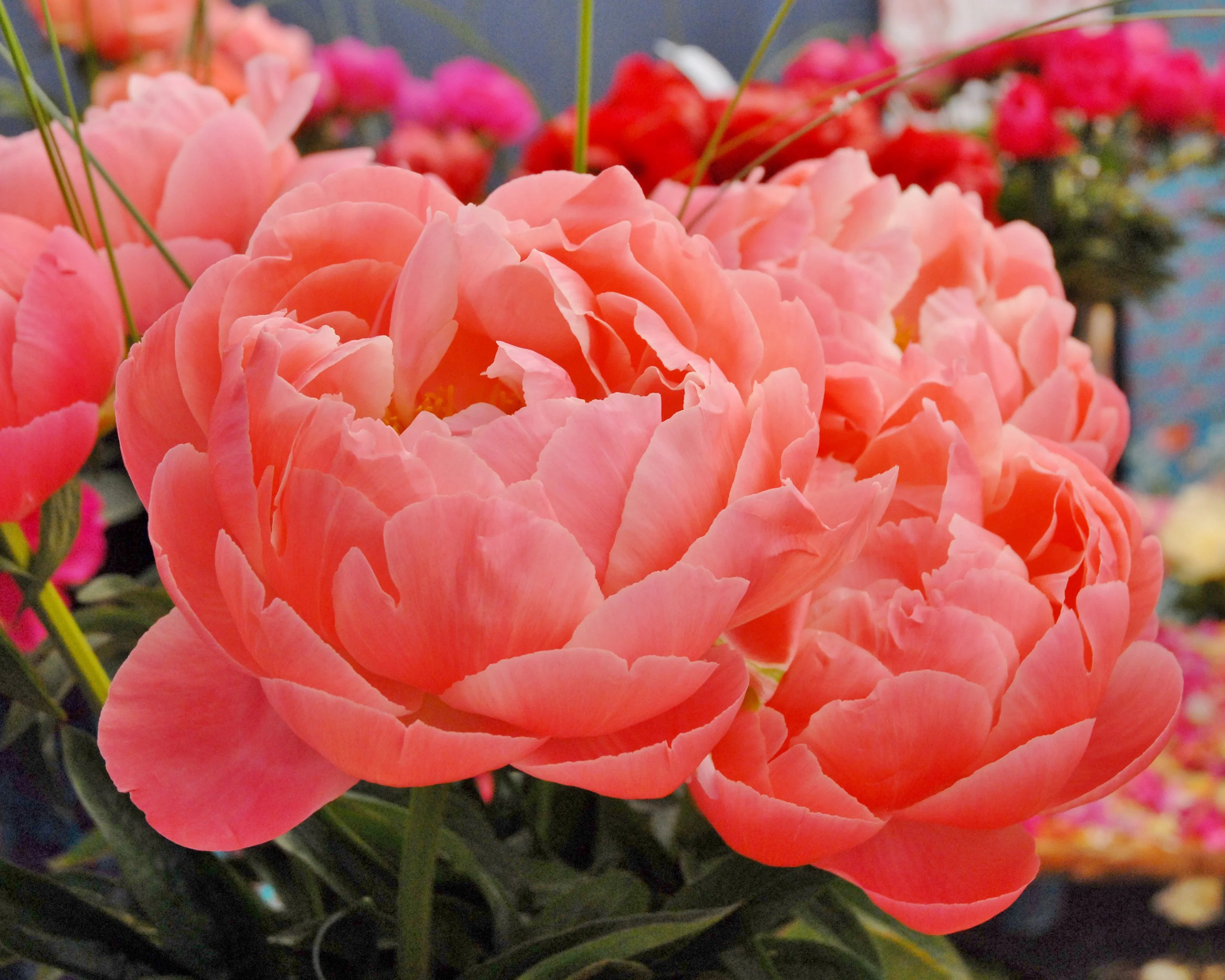 Paeonia 'Coral Charm' - Image 4