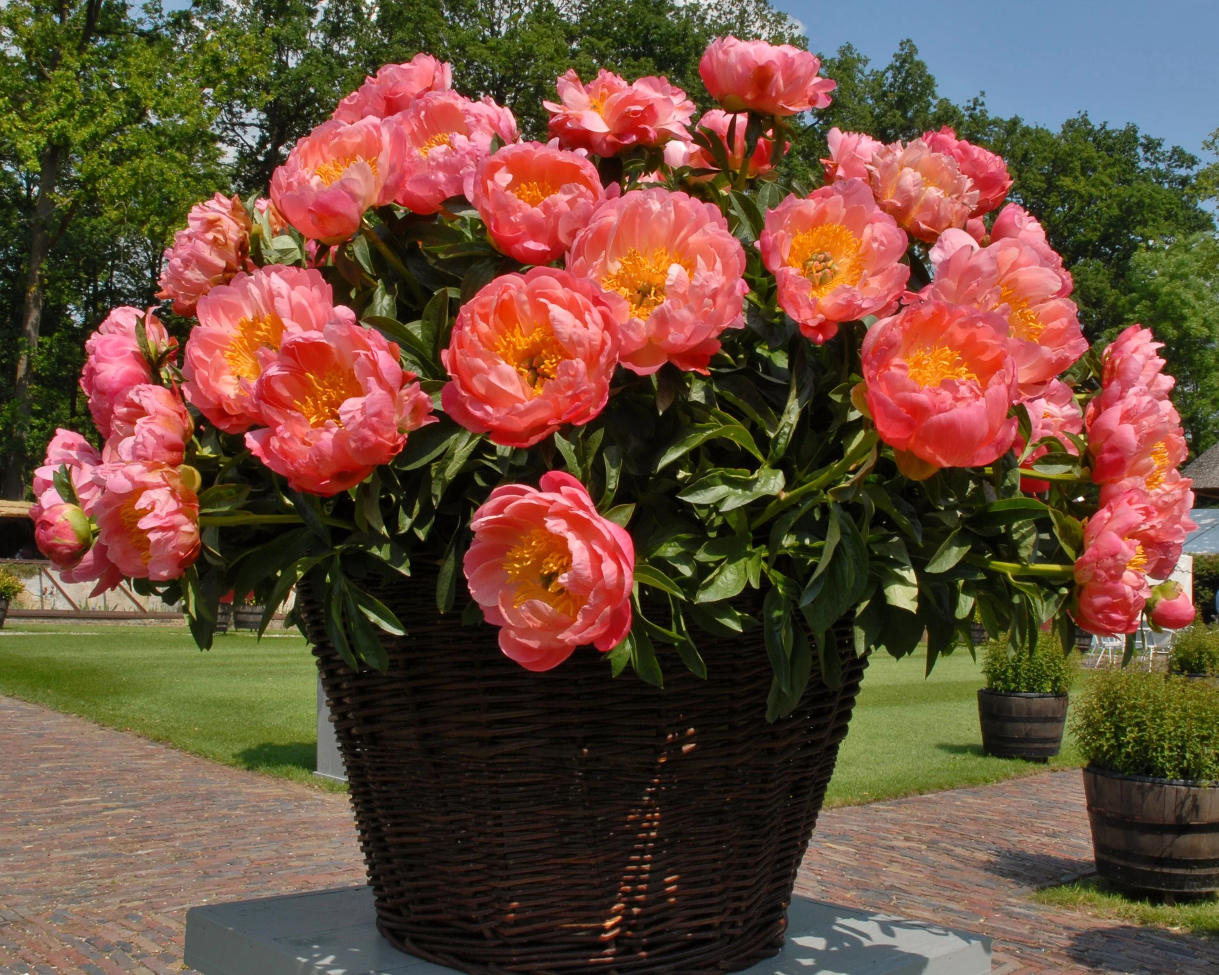 Paeonia 'Coral Charm' - Image 5