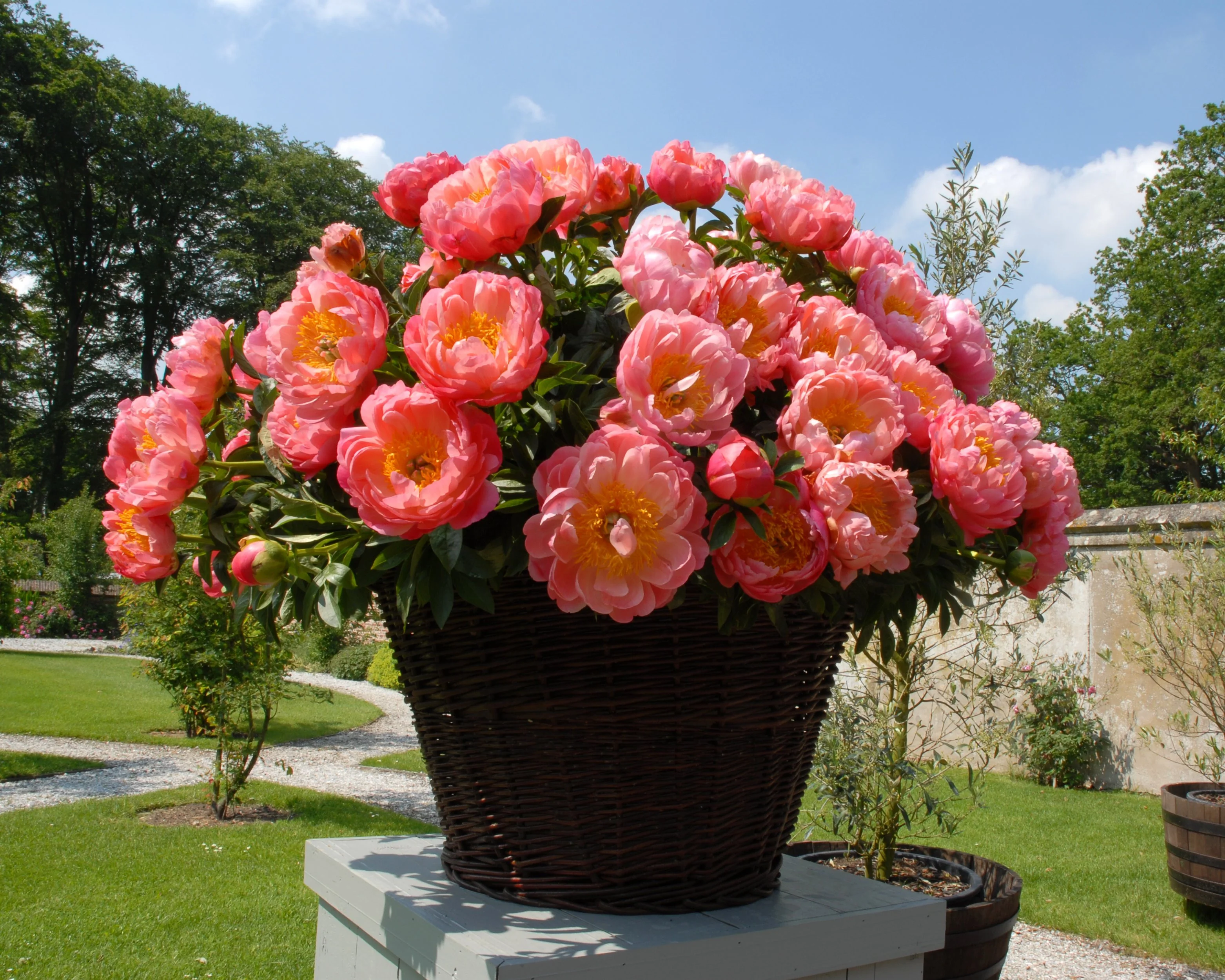 Paeonia 'Coral Charm' - Image 7