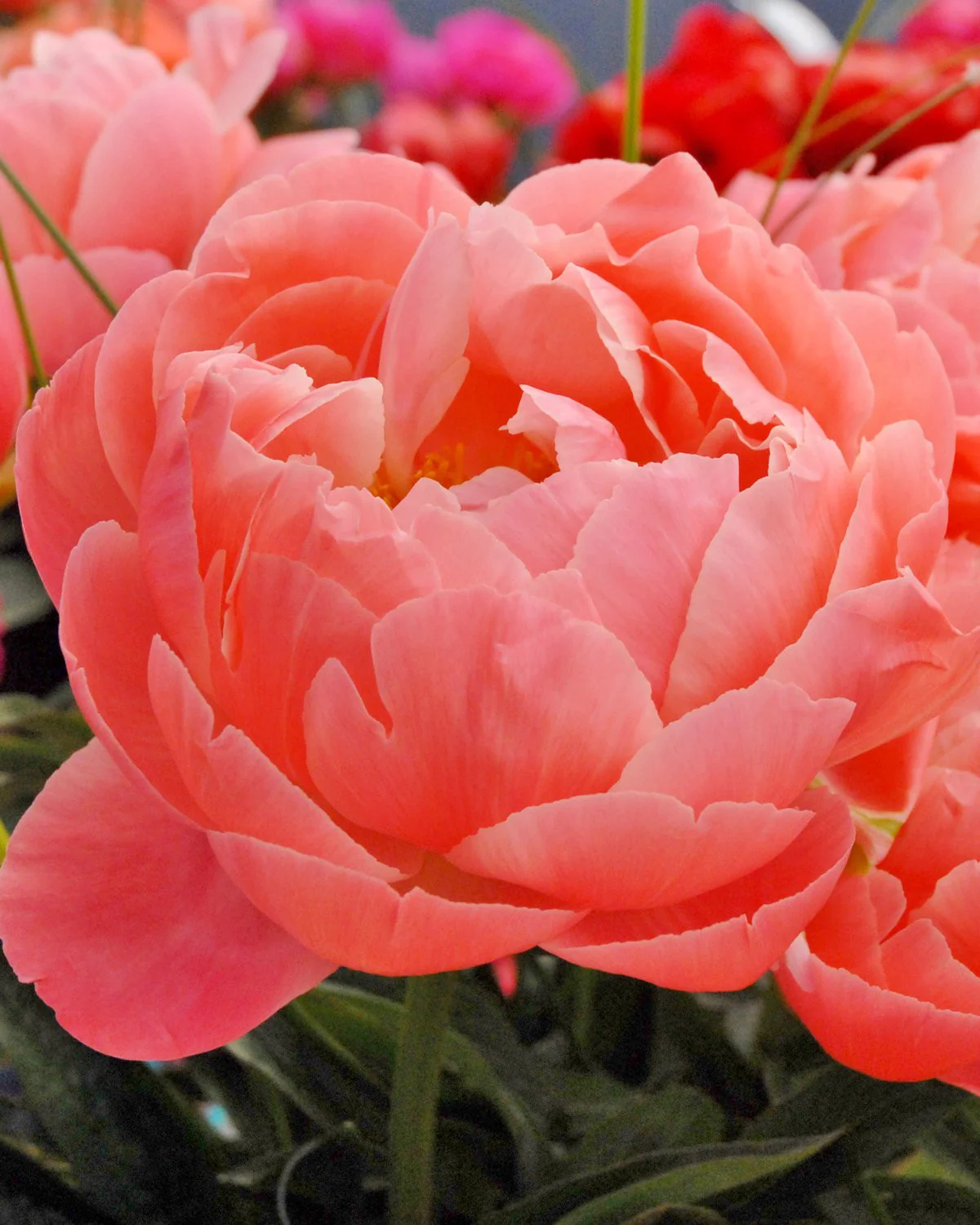 Paeonia 'Coral Charm' - Image 8