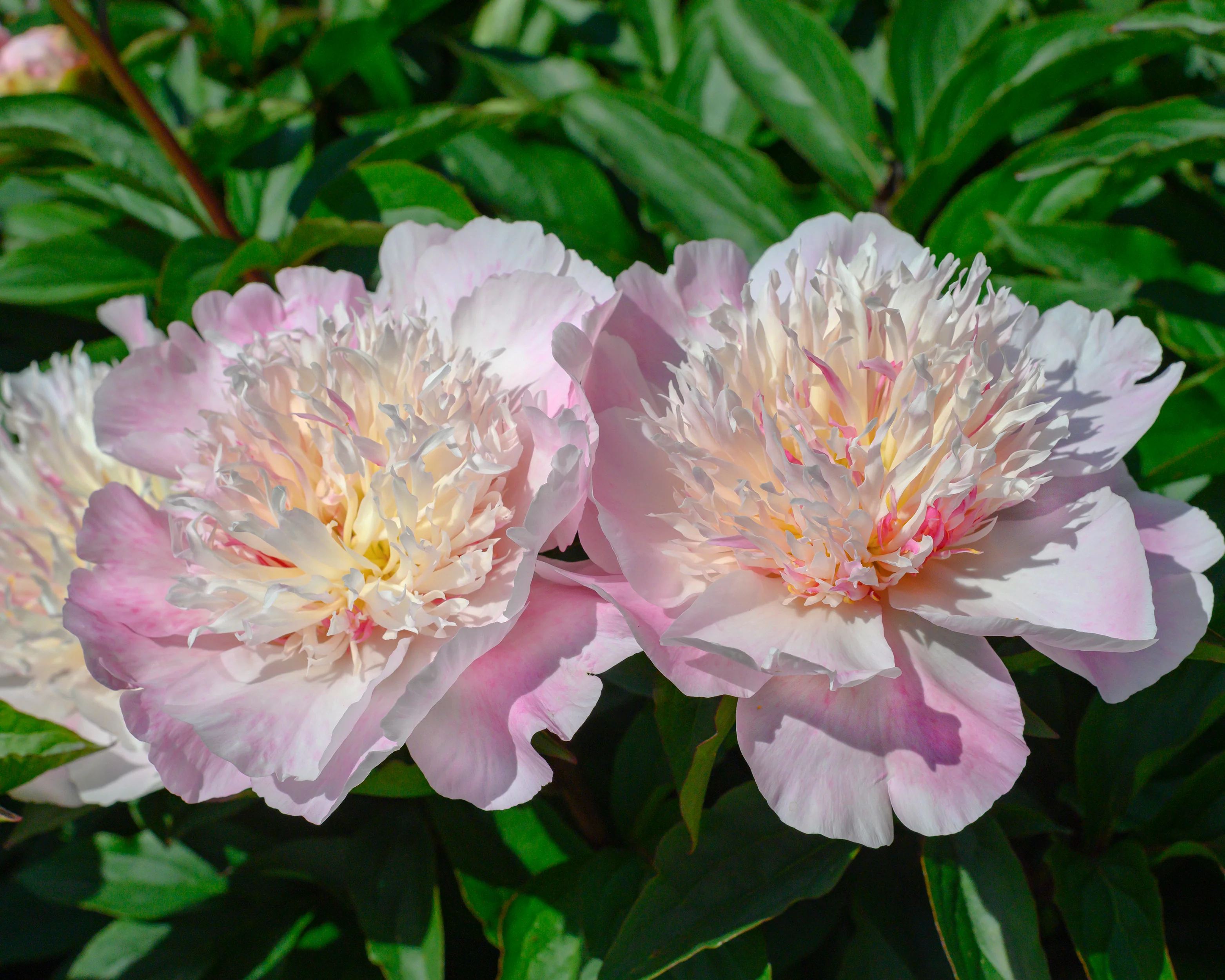 Paeonia 'Do Tell' - Image 2