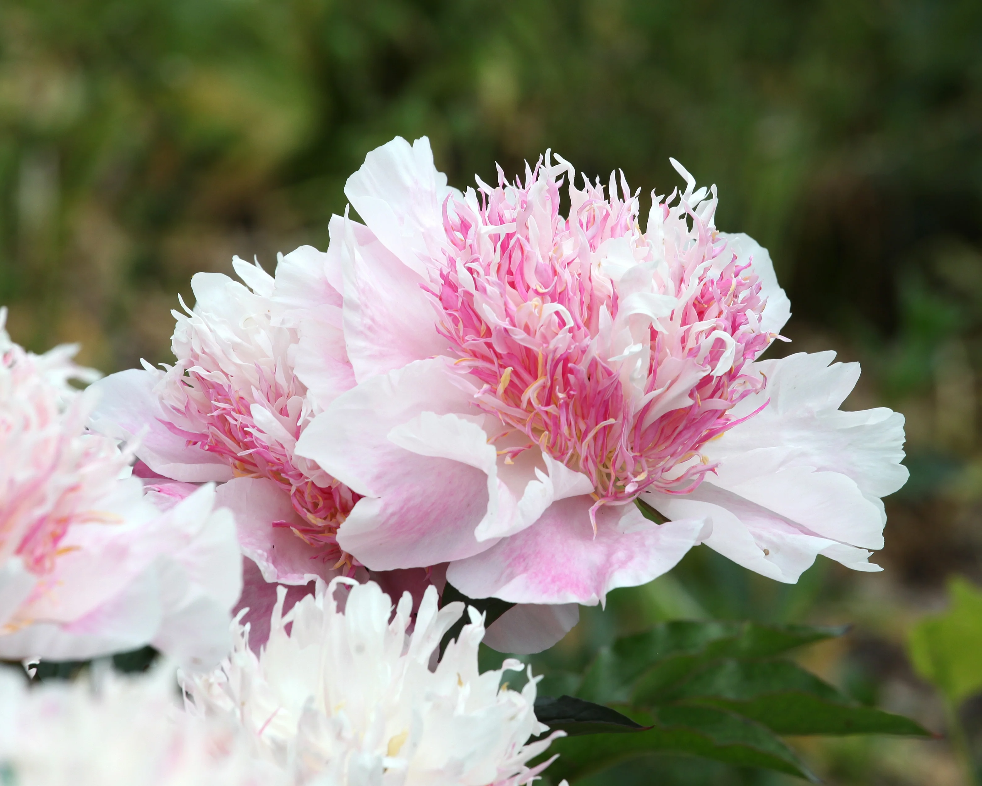 Paeonia 'Do Tell' - Image 3