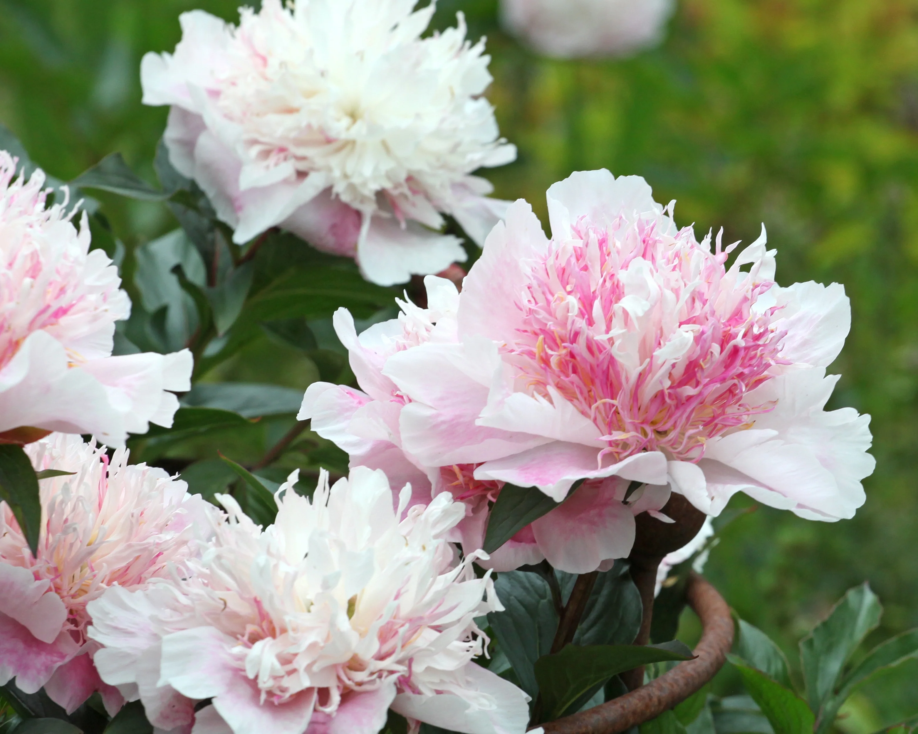 Paeonia 'Do Tell' - Image 4