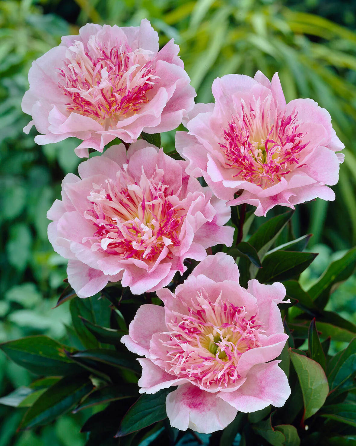 Paeonia 'Do Tell' - Image 7