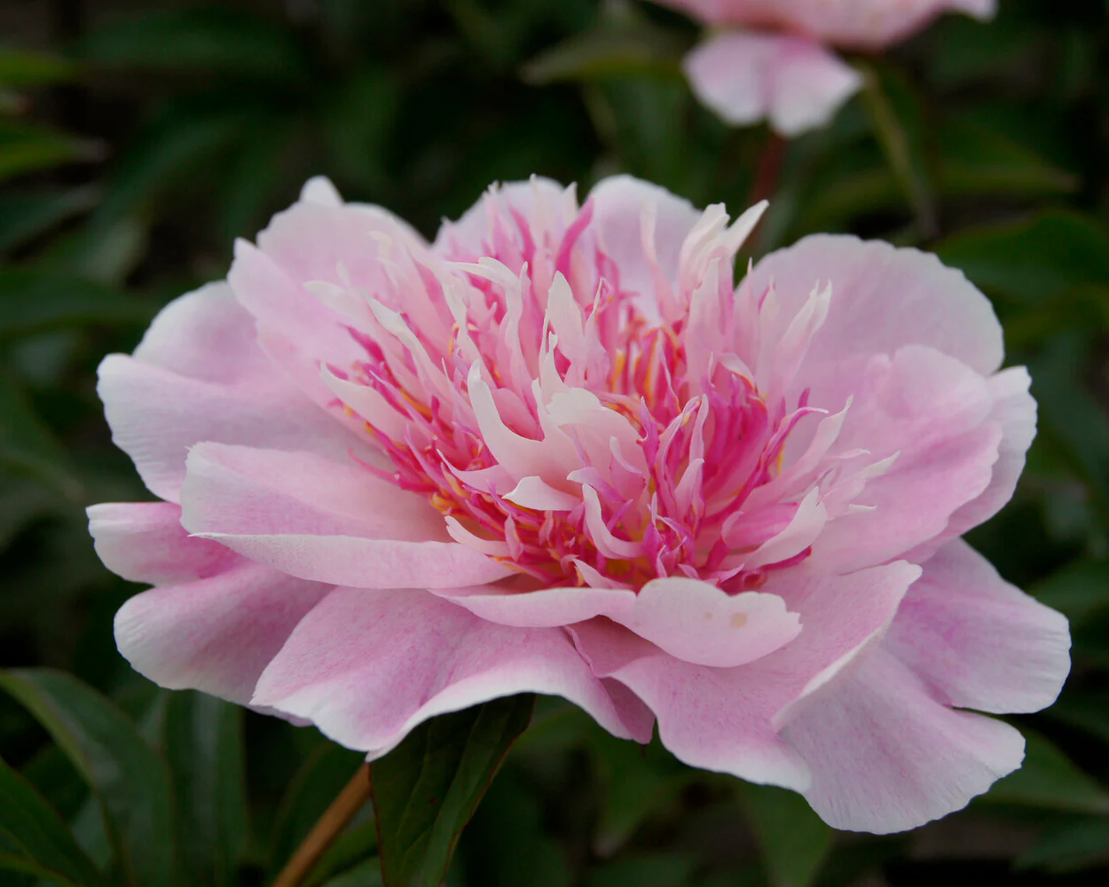 Paeonia 'Do Tell' - Image 8