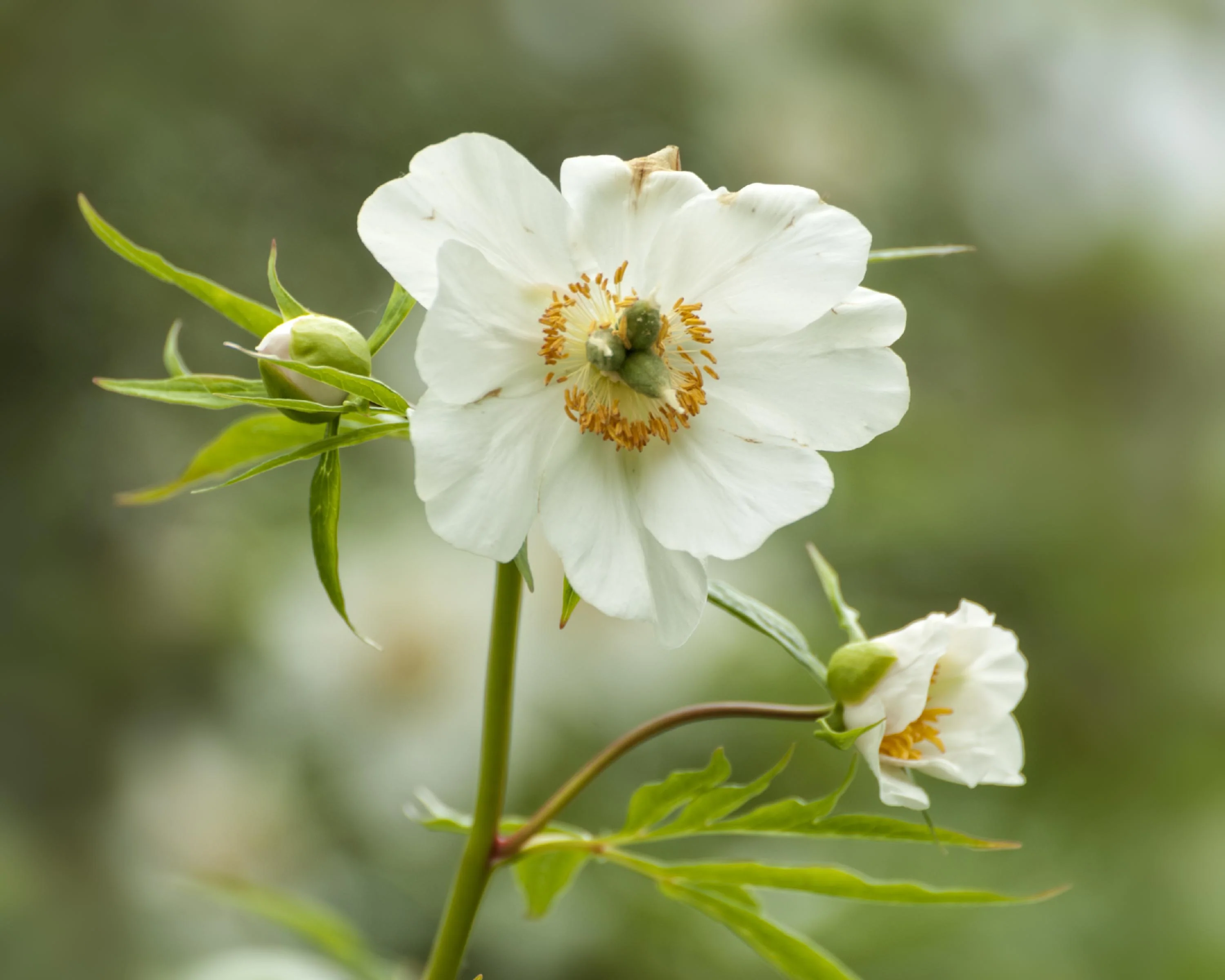 Paeonia emodi - Image 10