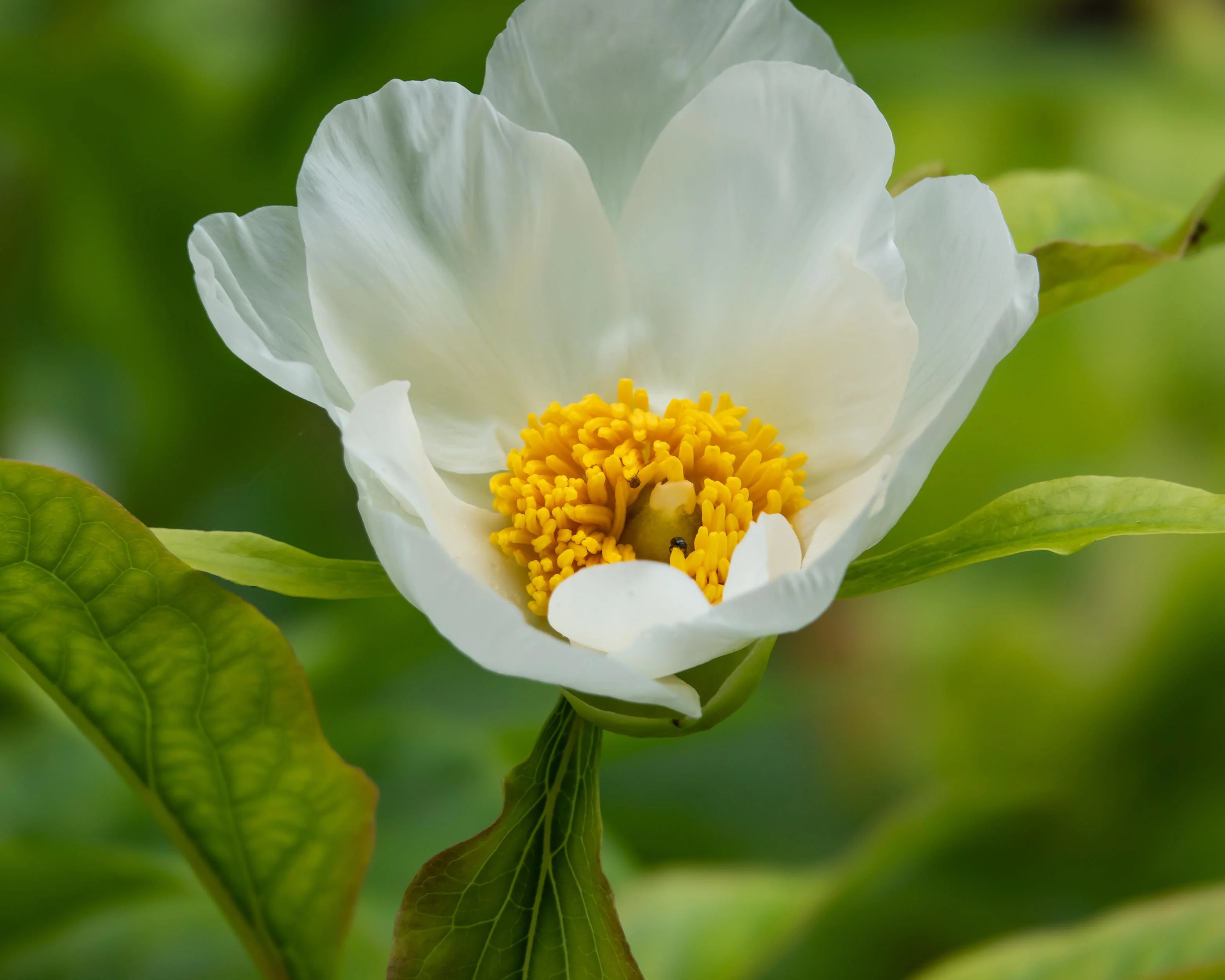 Paeonia emodi - Image 11