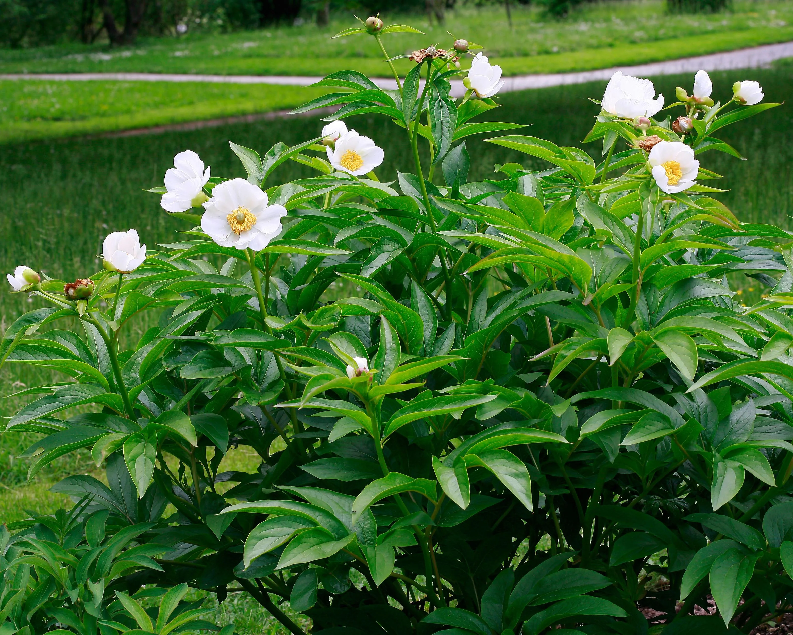 Paeonia emodi - Image 3