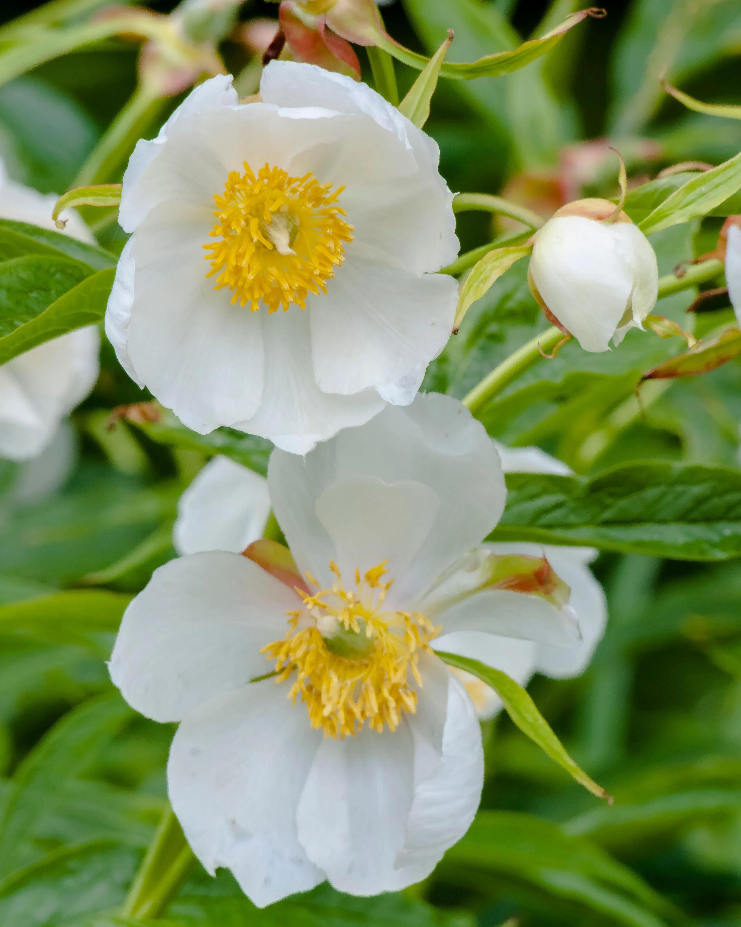 Paeonia emodi - Image 4