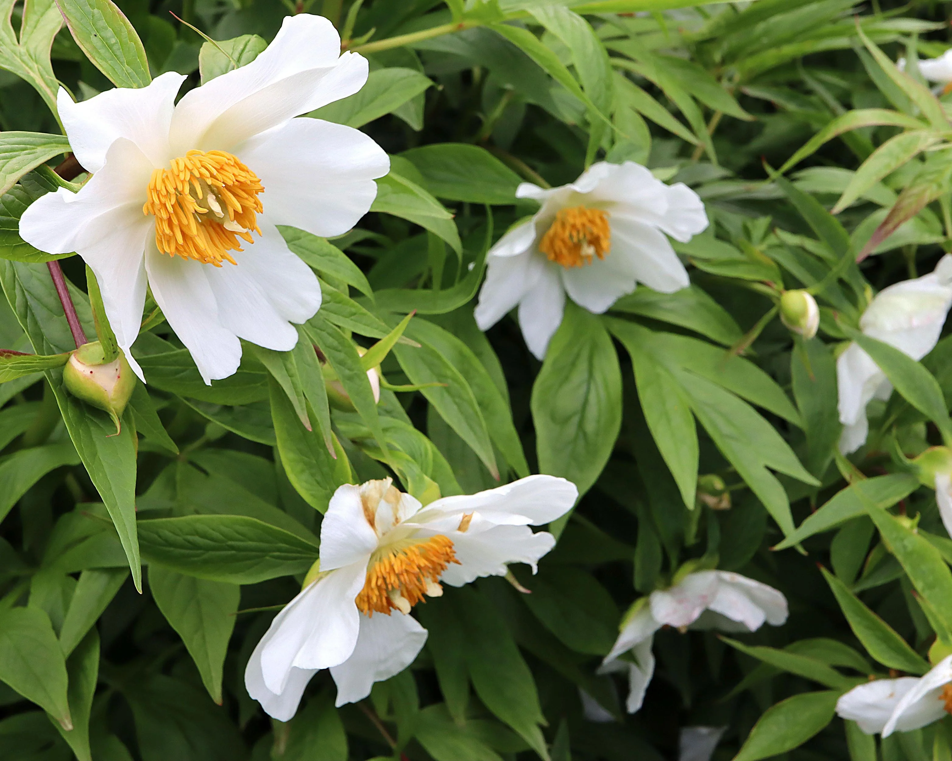 Paeonia emodi - Image 5