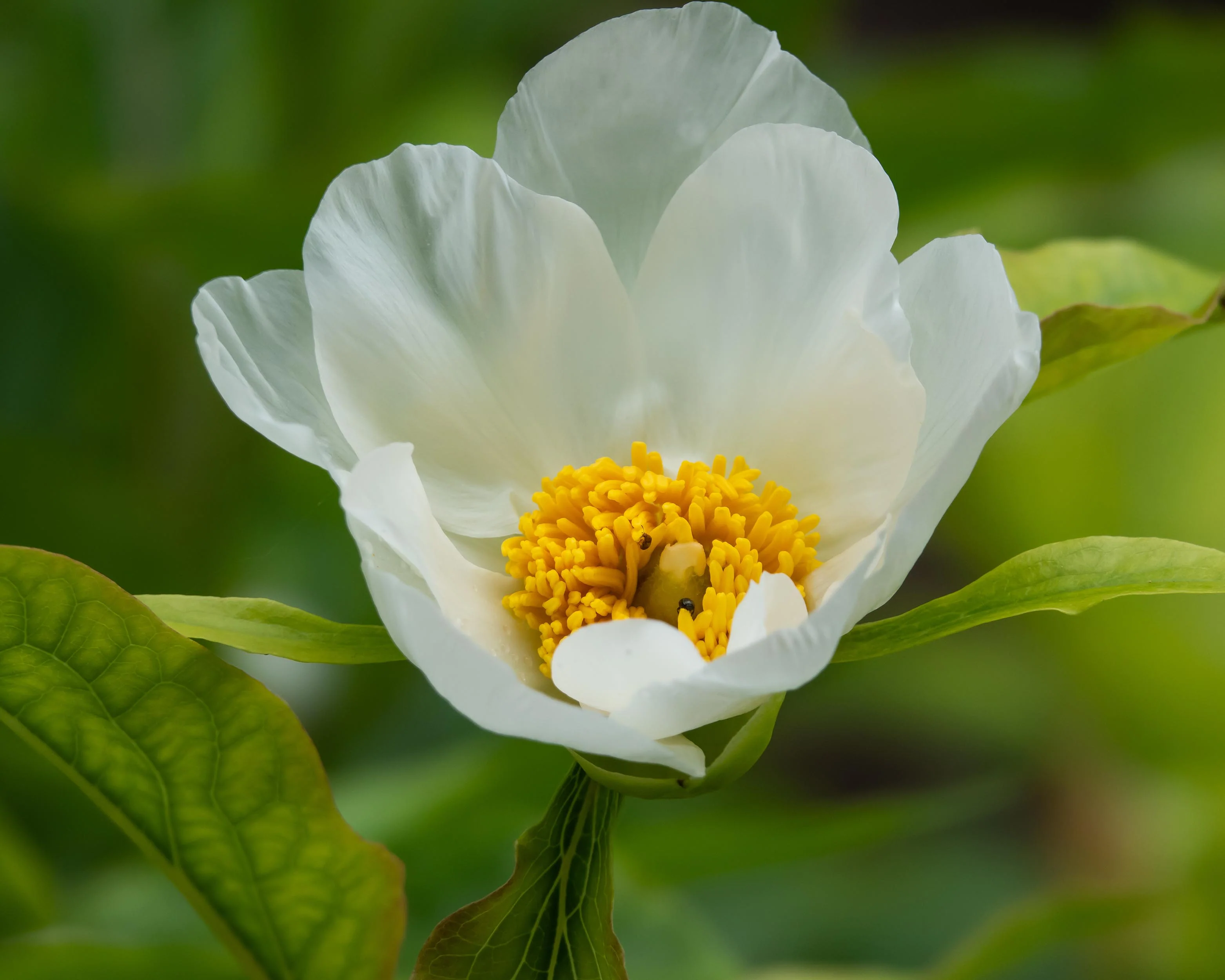 Paeonia emodi - Image 6
