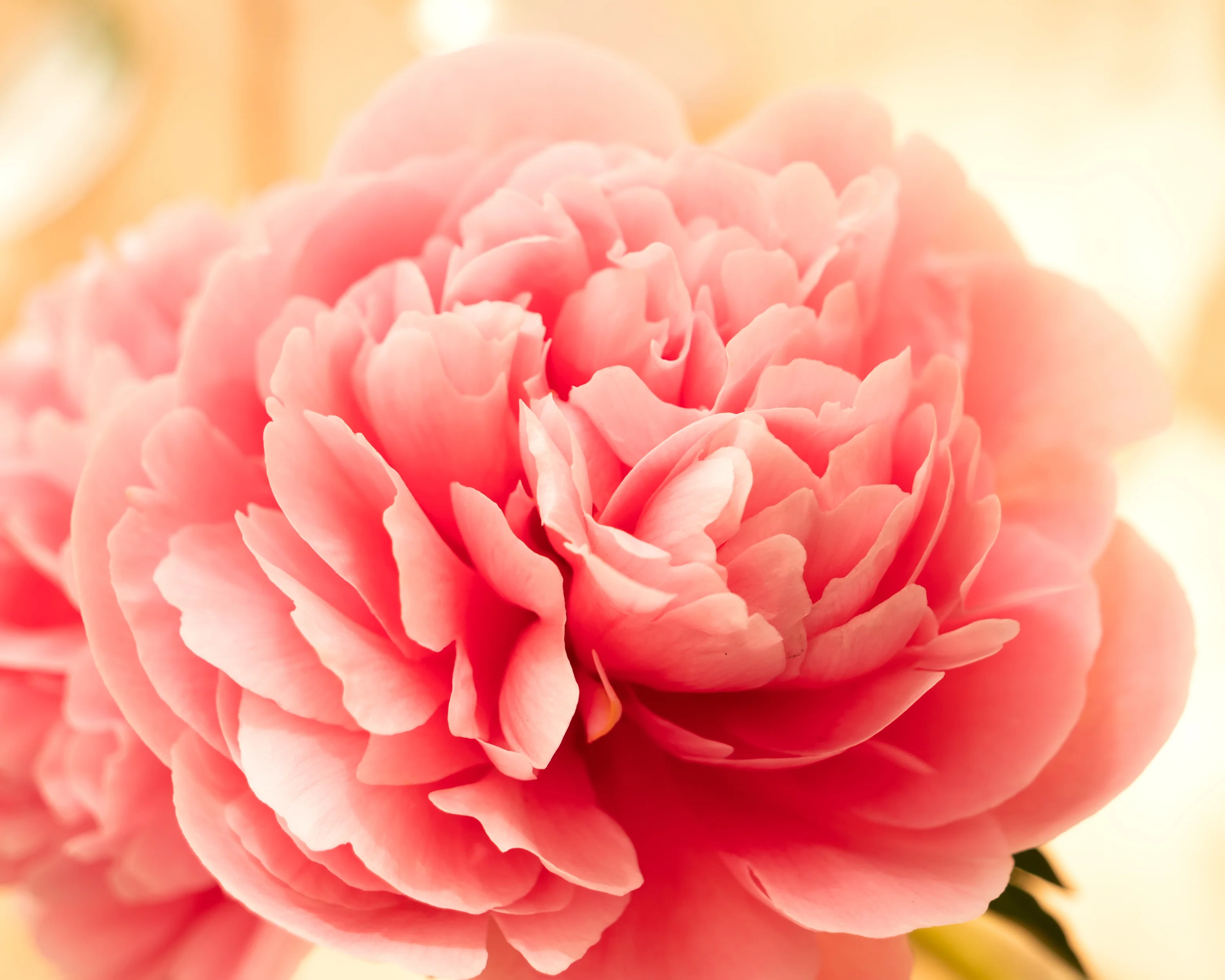 Paeonia 'Etched Salmon' - Image 3