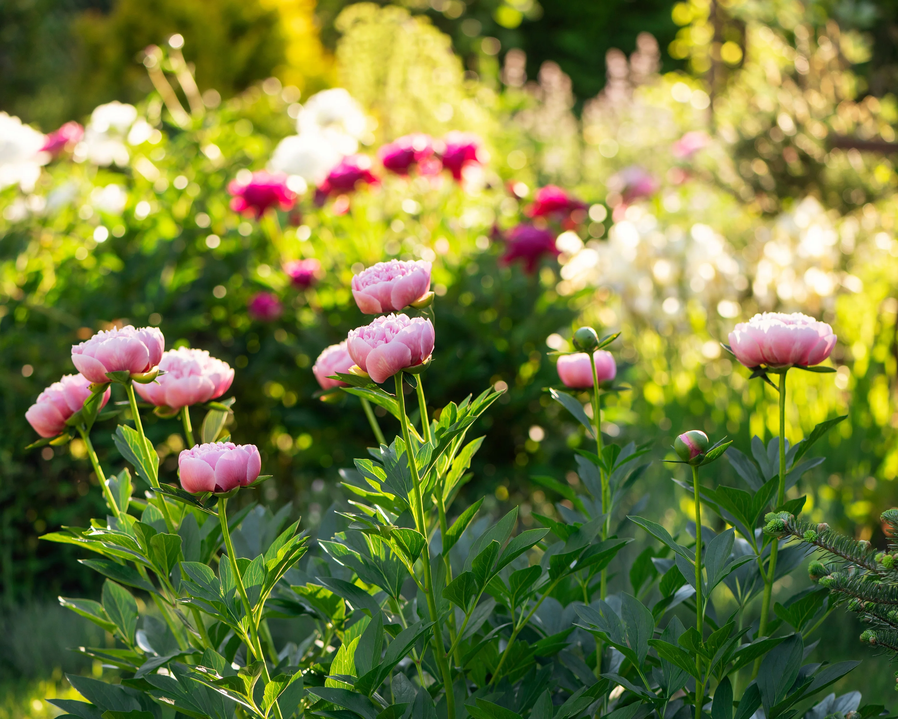 Paeonia 'Etched Salmon' - Image 6