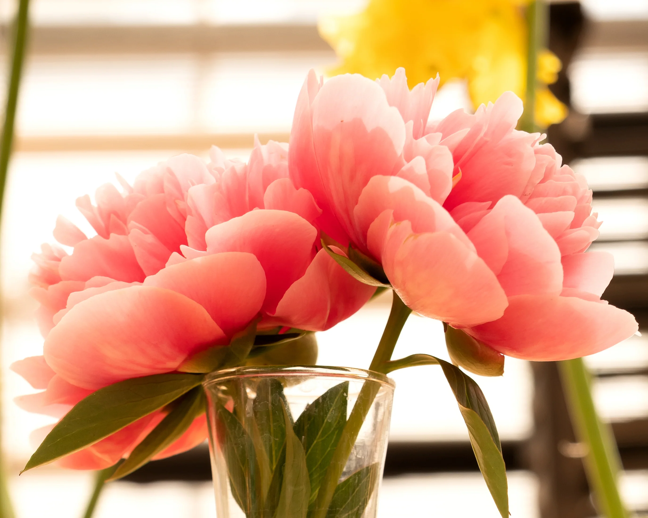 Paeonia 'Etched Salmon' - Image 7