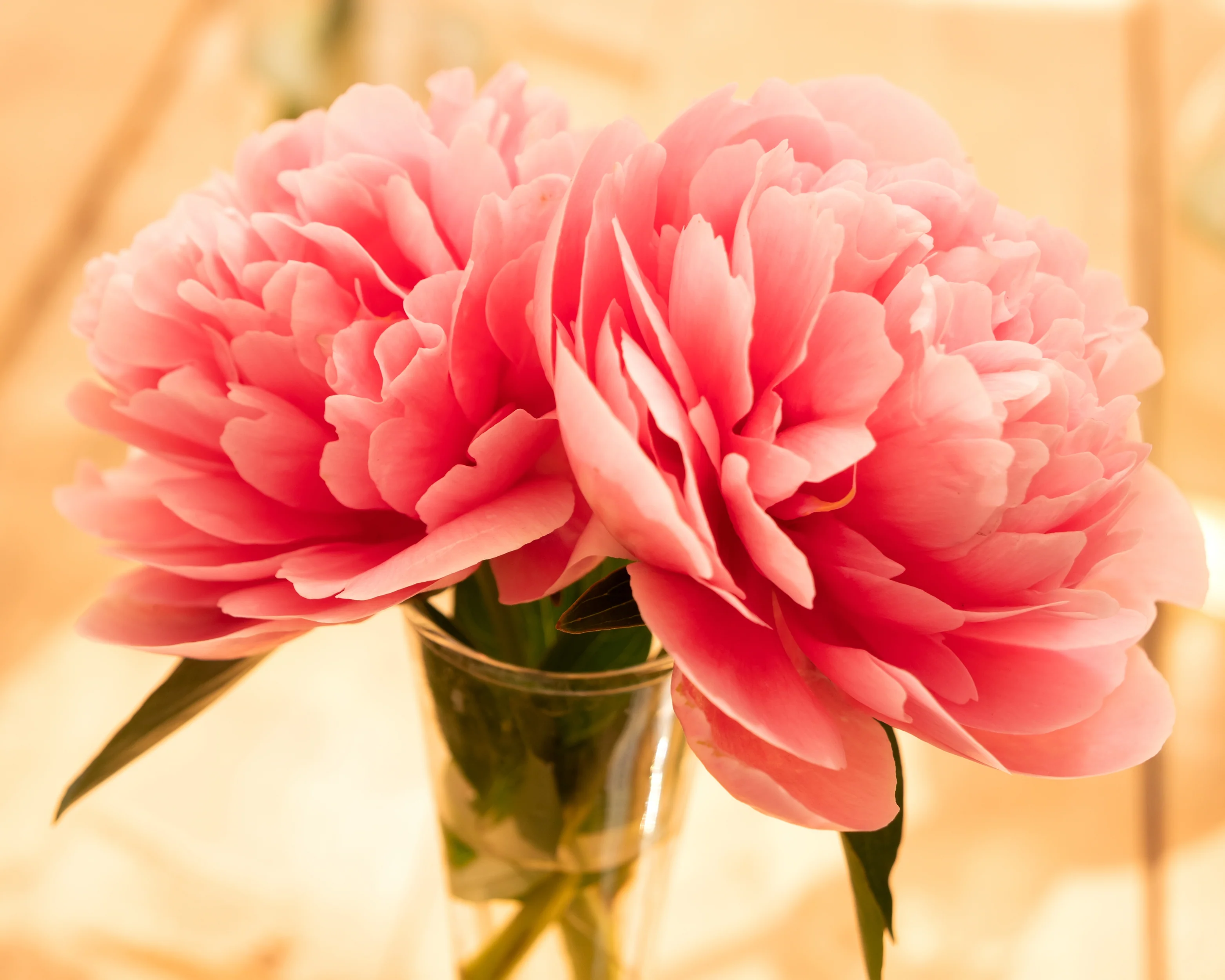 Paeonia 'Etched Salmon' - Image 9