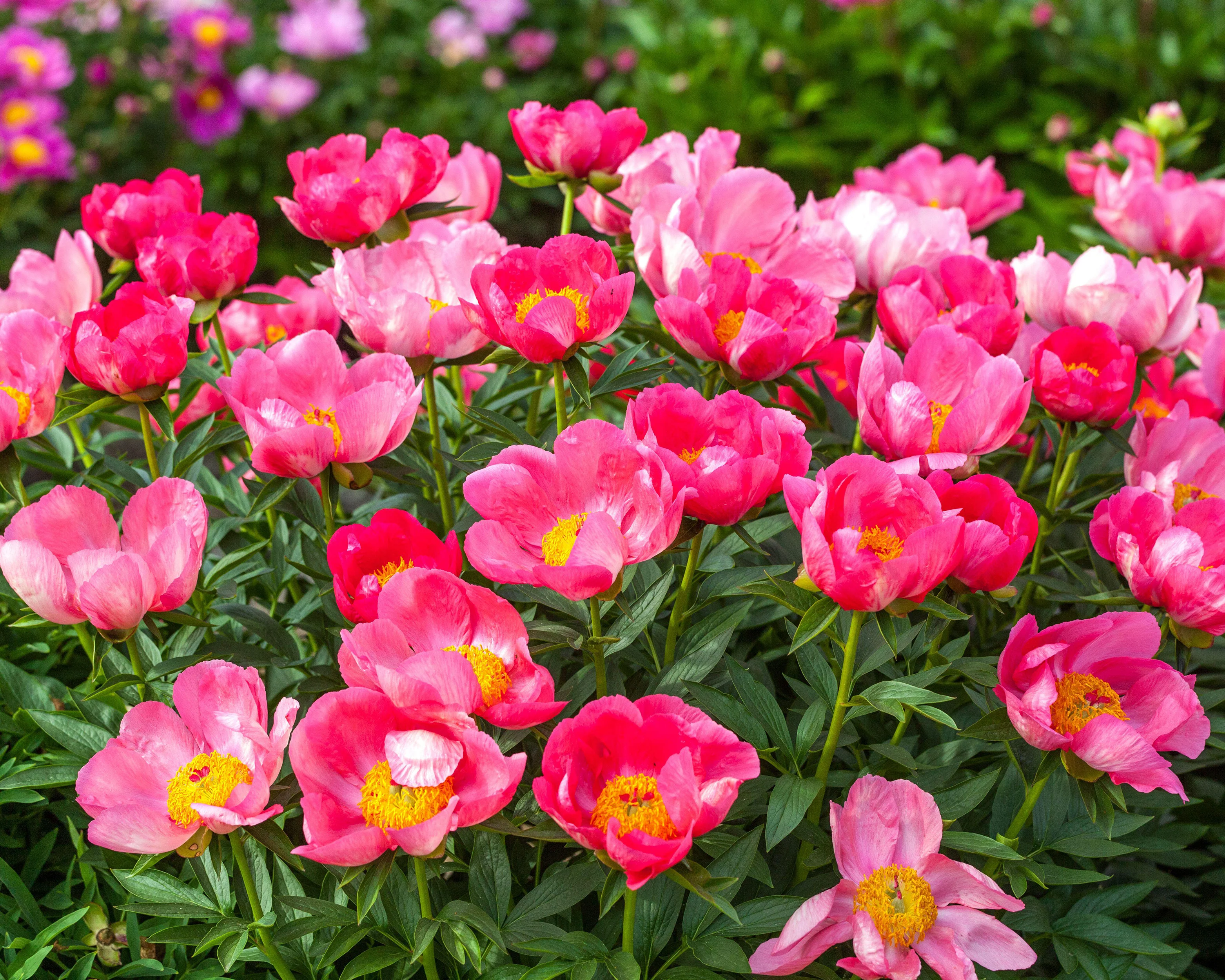 Paeonia 'Flame' - Image 2