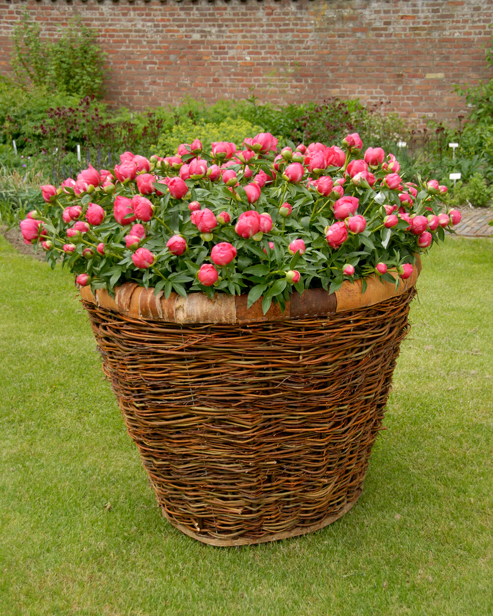 Paeonia 'Flame' - Image 3