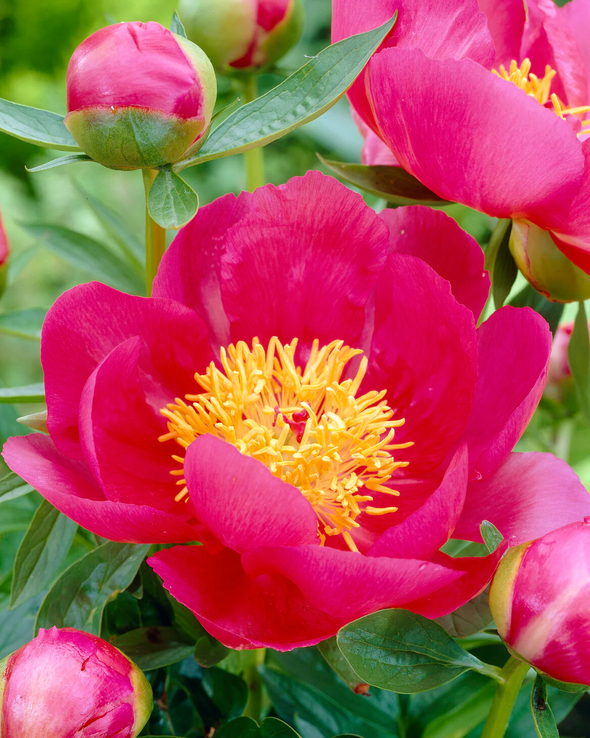 Paeonia 'Flame' - Image 4