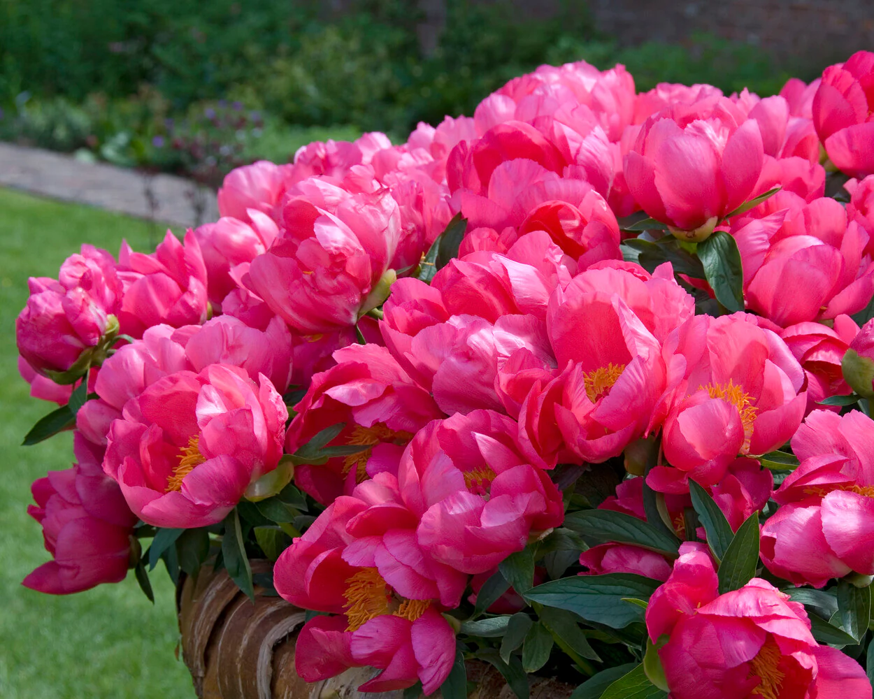 Paeonia 'Flame' - Image 5