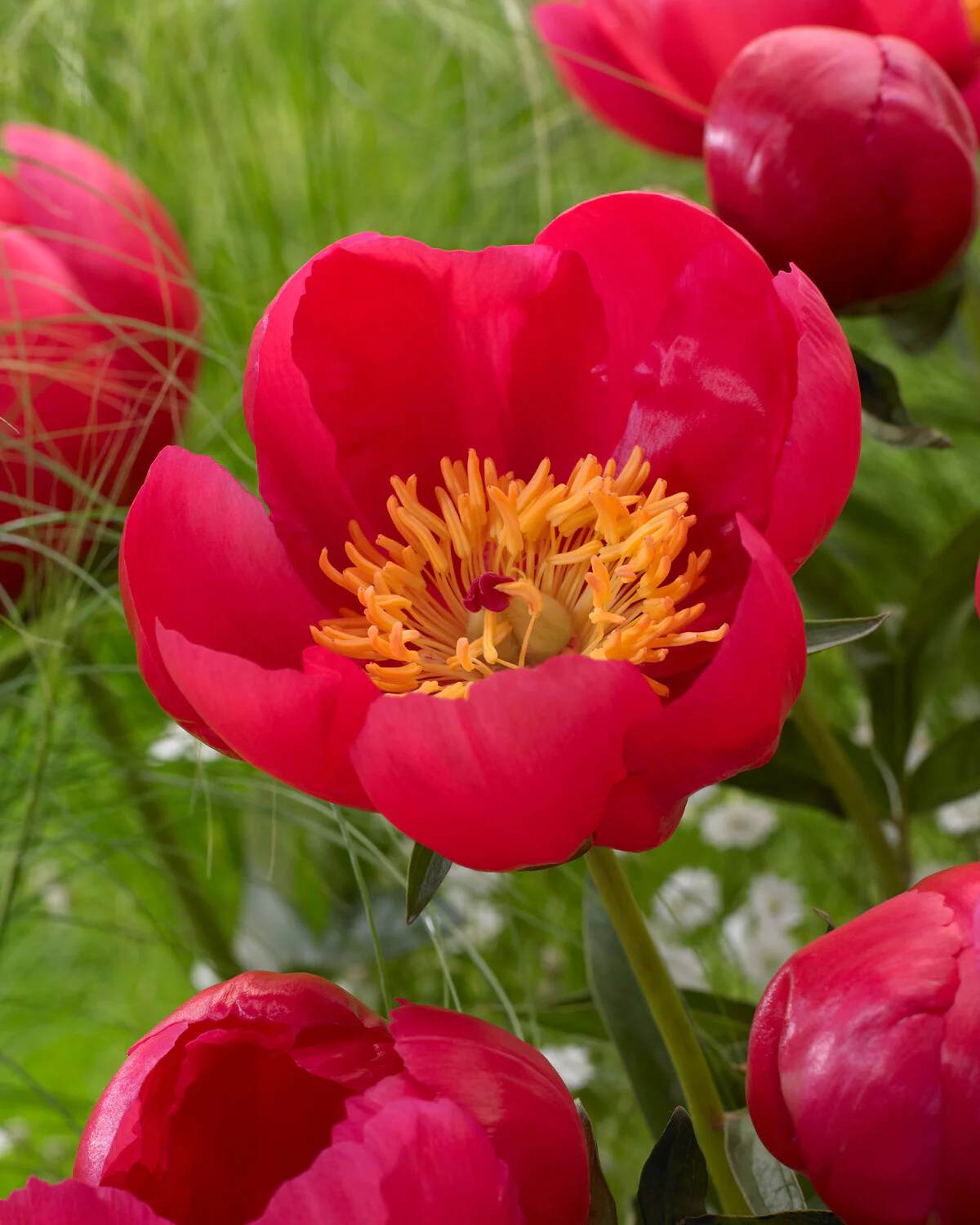 Paeonia 'Flame' - Image 6