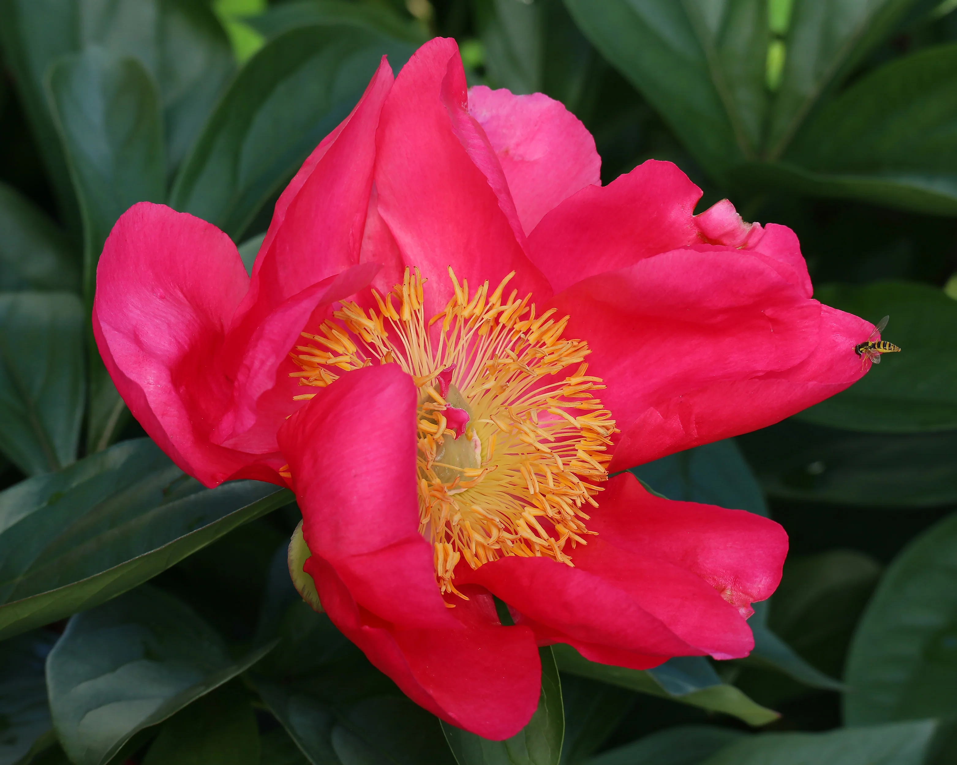 Paeonia 'Flame' - Image 8