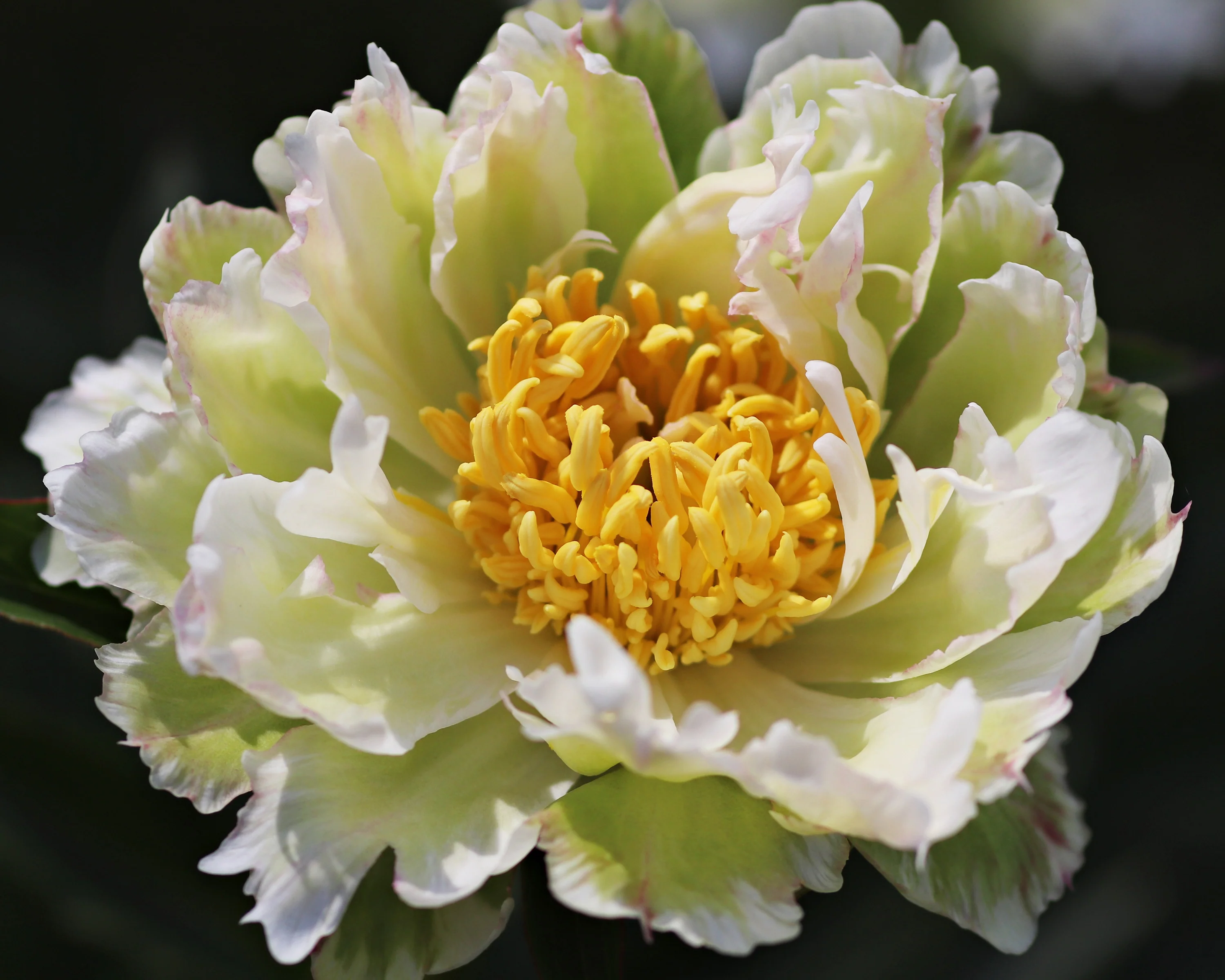 Paeonia 'Green Lotus' - Image 2