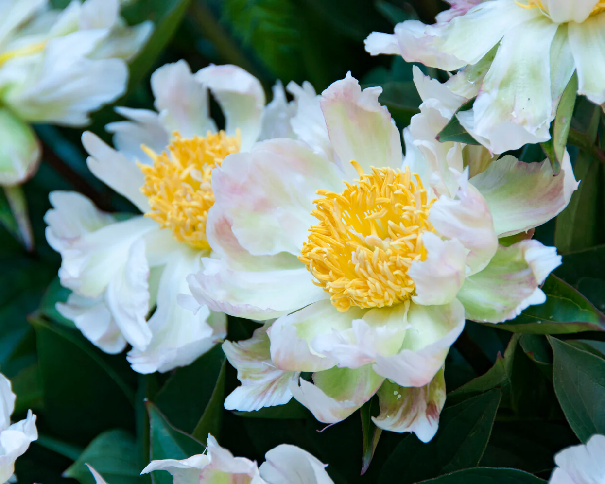 Paeonia 'Green Lotus' - Image 4