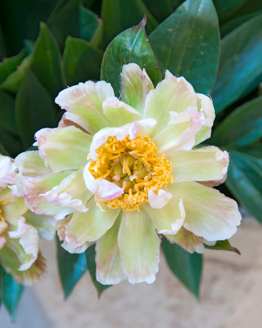 Paeonia 'Green Lotus' - Image 5