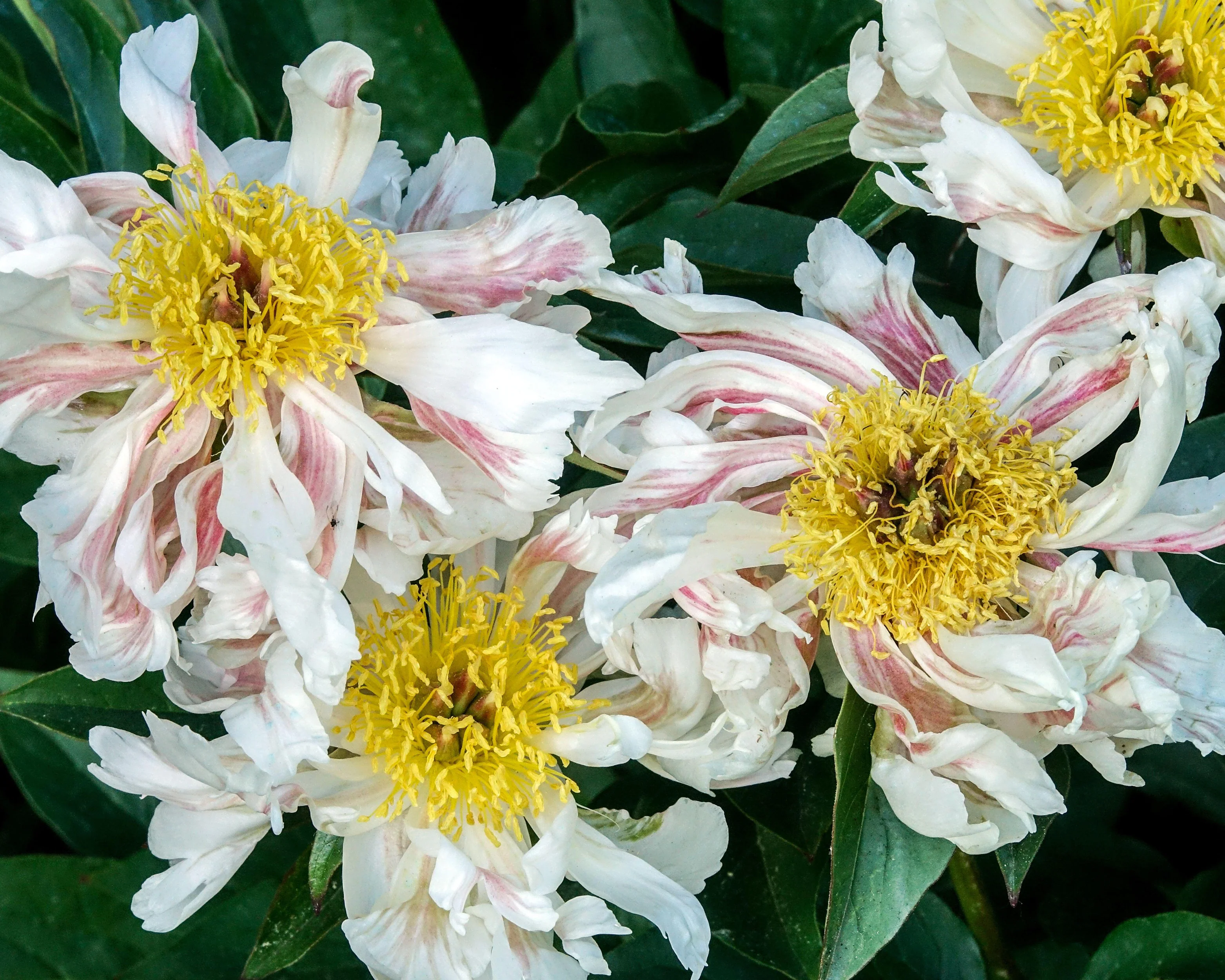 Paeonia 'Green Lotus' - Image 8