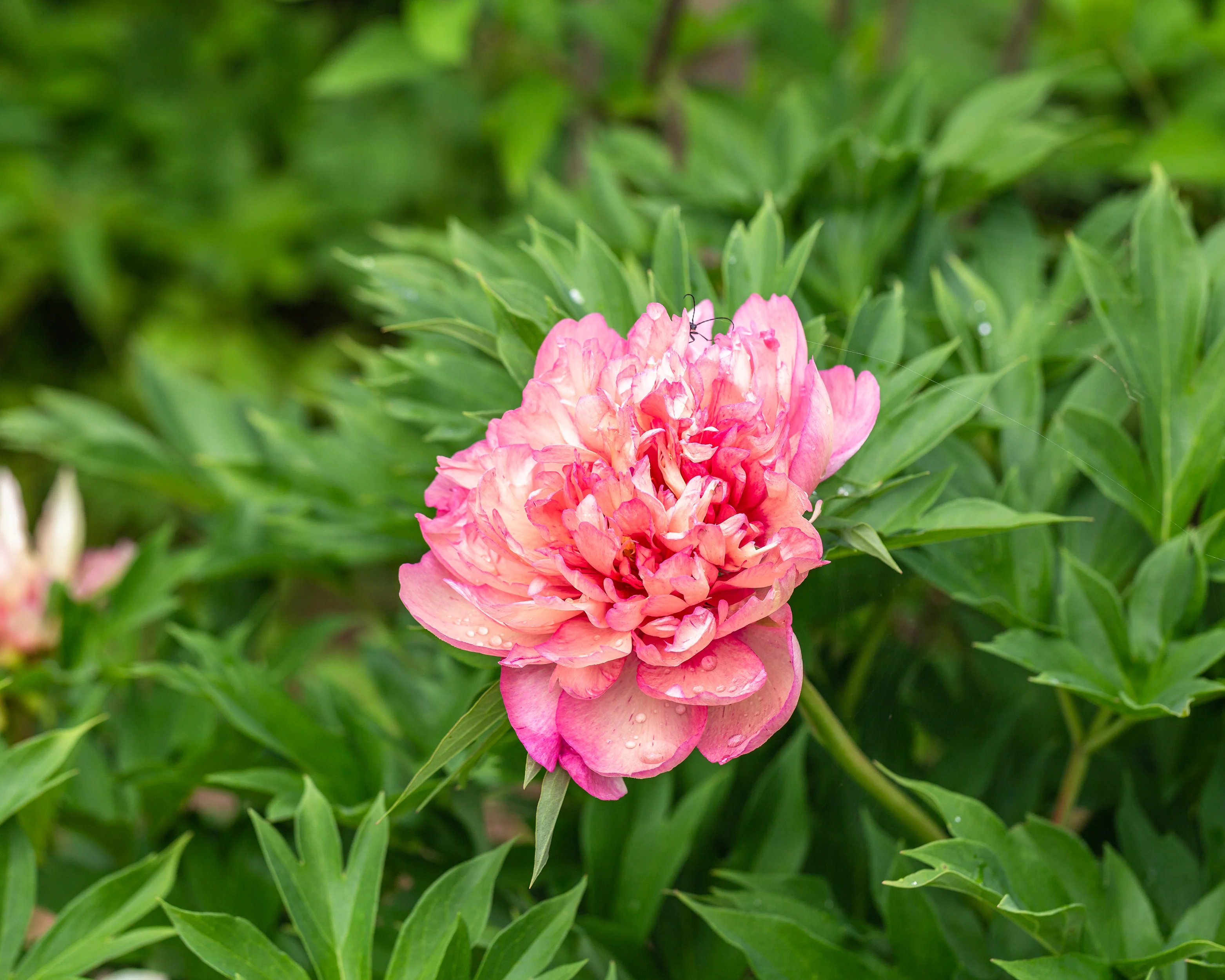 Paeonia 'Hillary' - Image 3