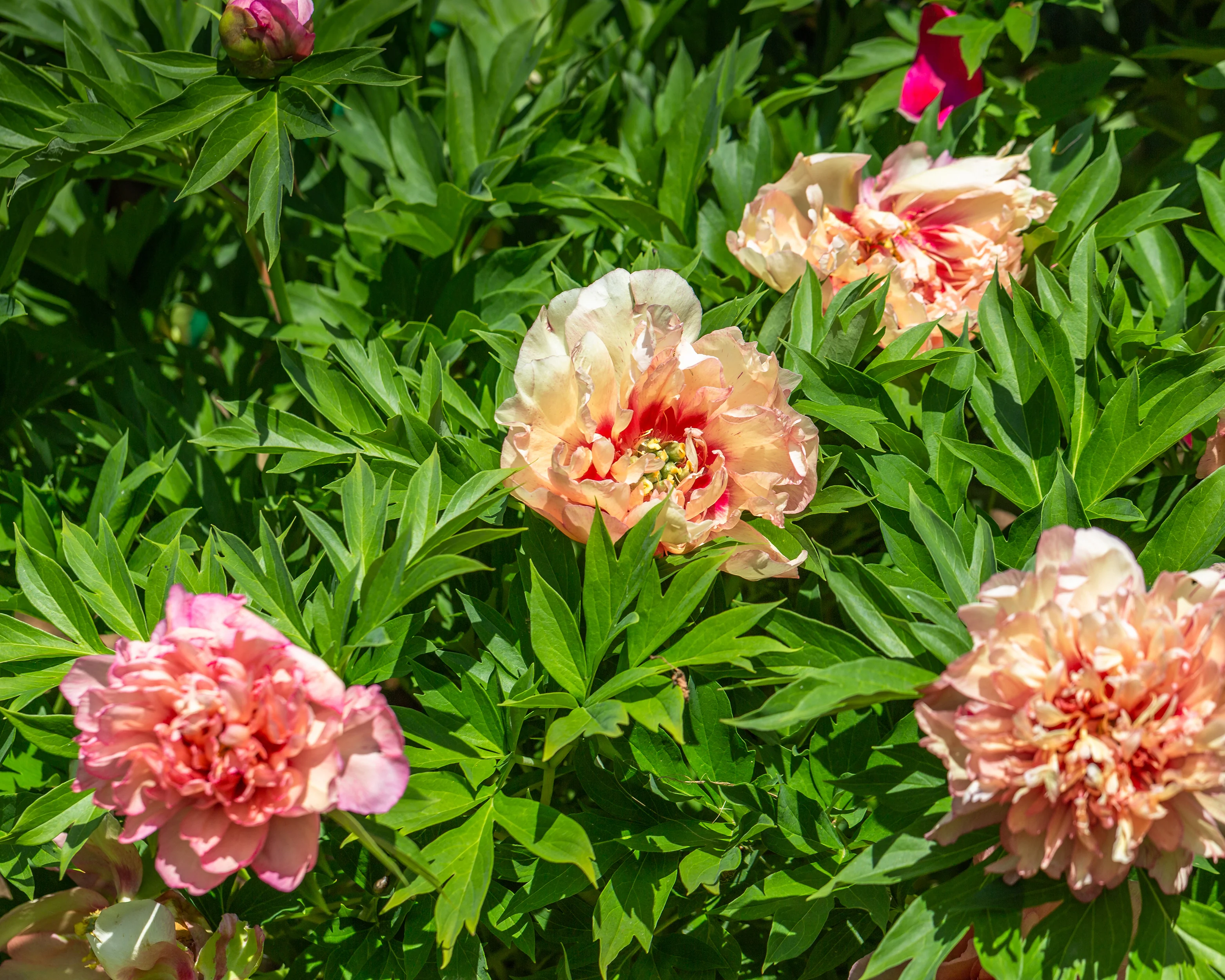 Paeonia 'Hillary' - Image 4
