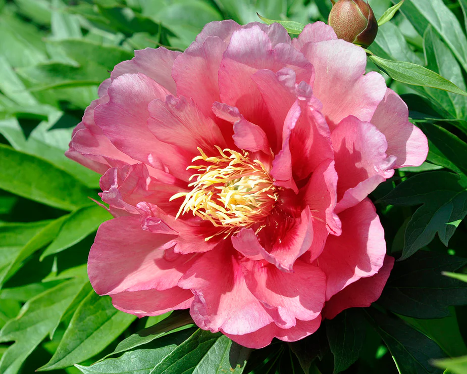 Paeonia 'Hillary' - Image 5