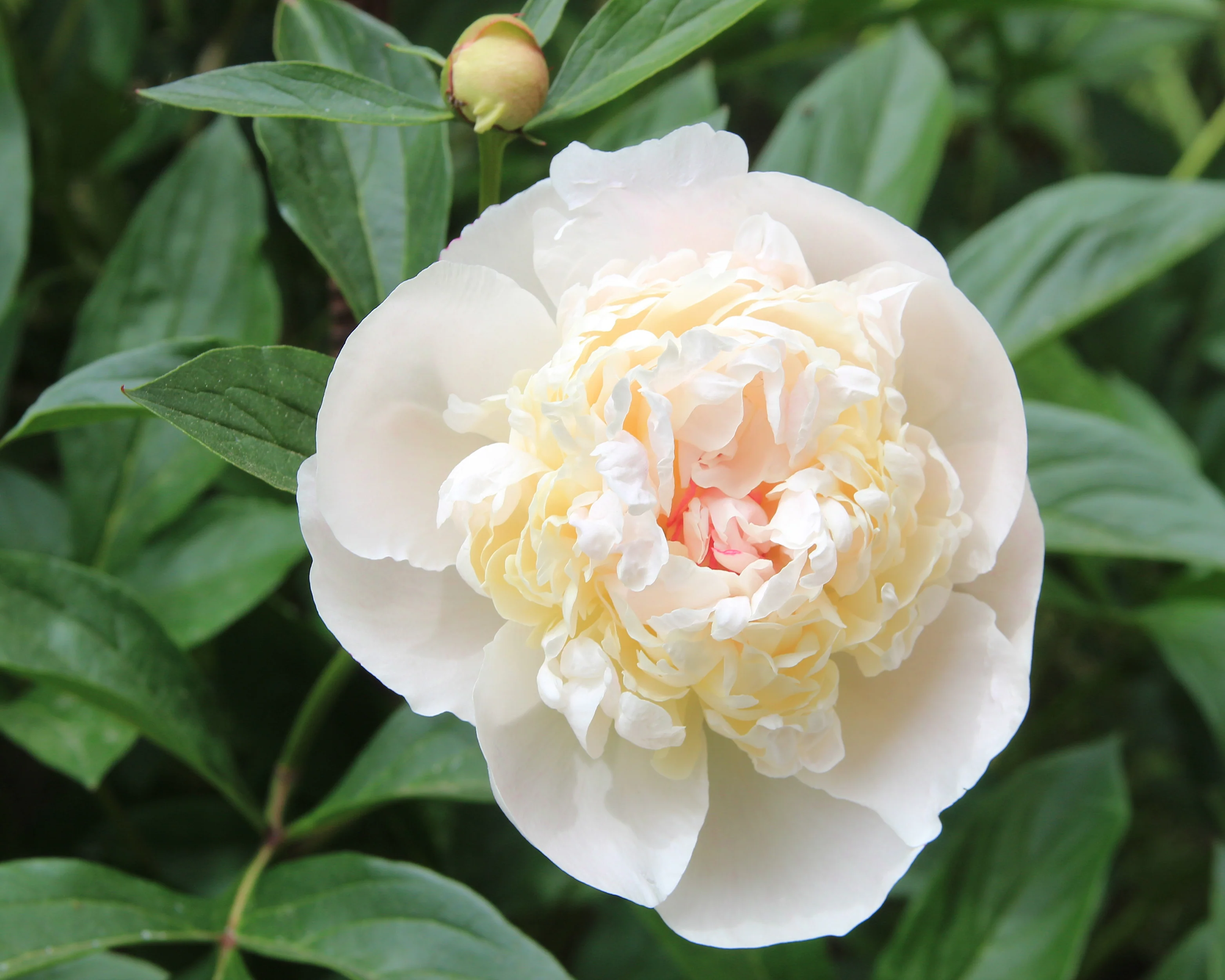 Paeonia 'Immaculée' - Image 2