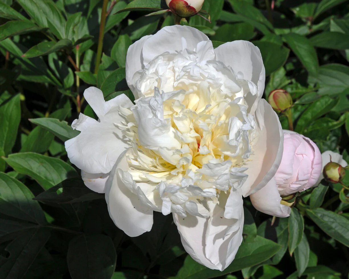 Paeonia 'Immaculée' - Image 4