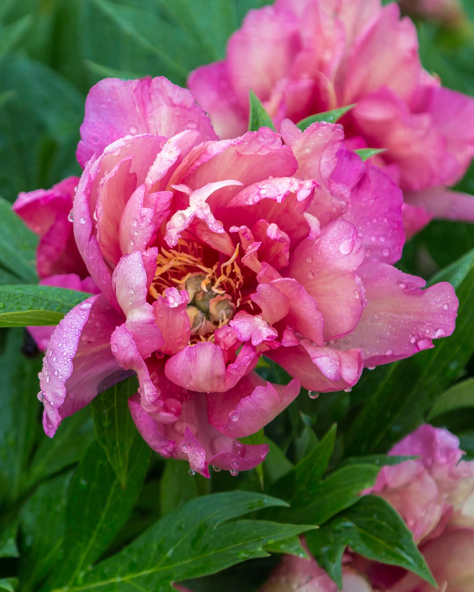 Paeonia 'Julia Rose' - Image 3