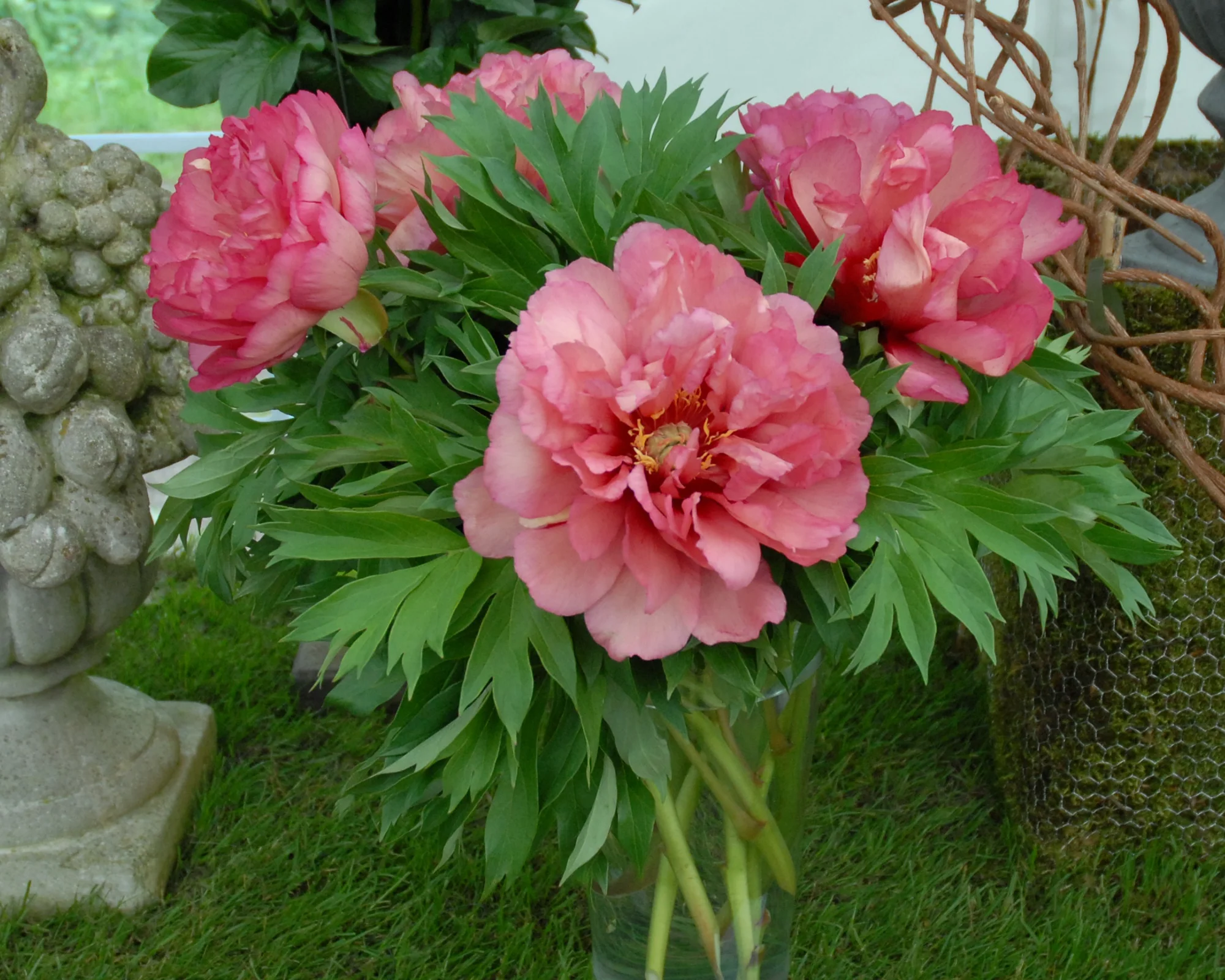 Paeonia 'Julia Rose' - Image 4