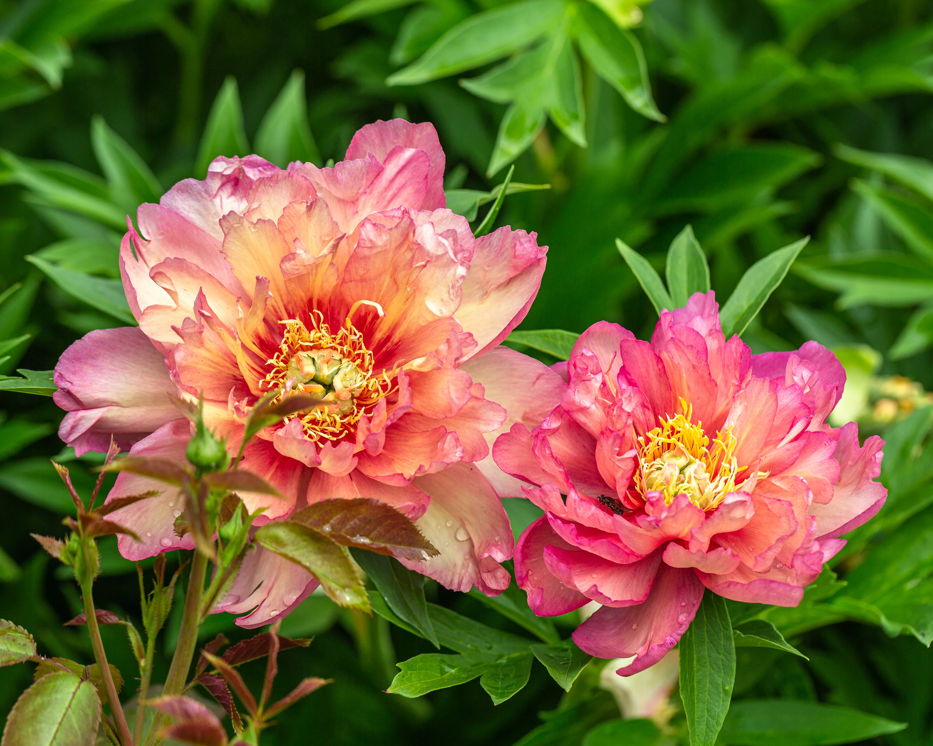 Paeonia 'Julia Rose' - Image 6