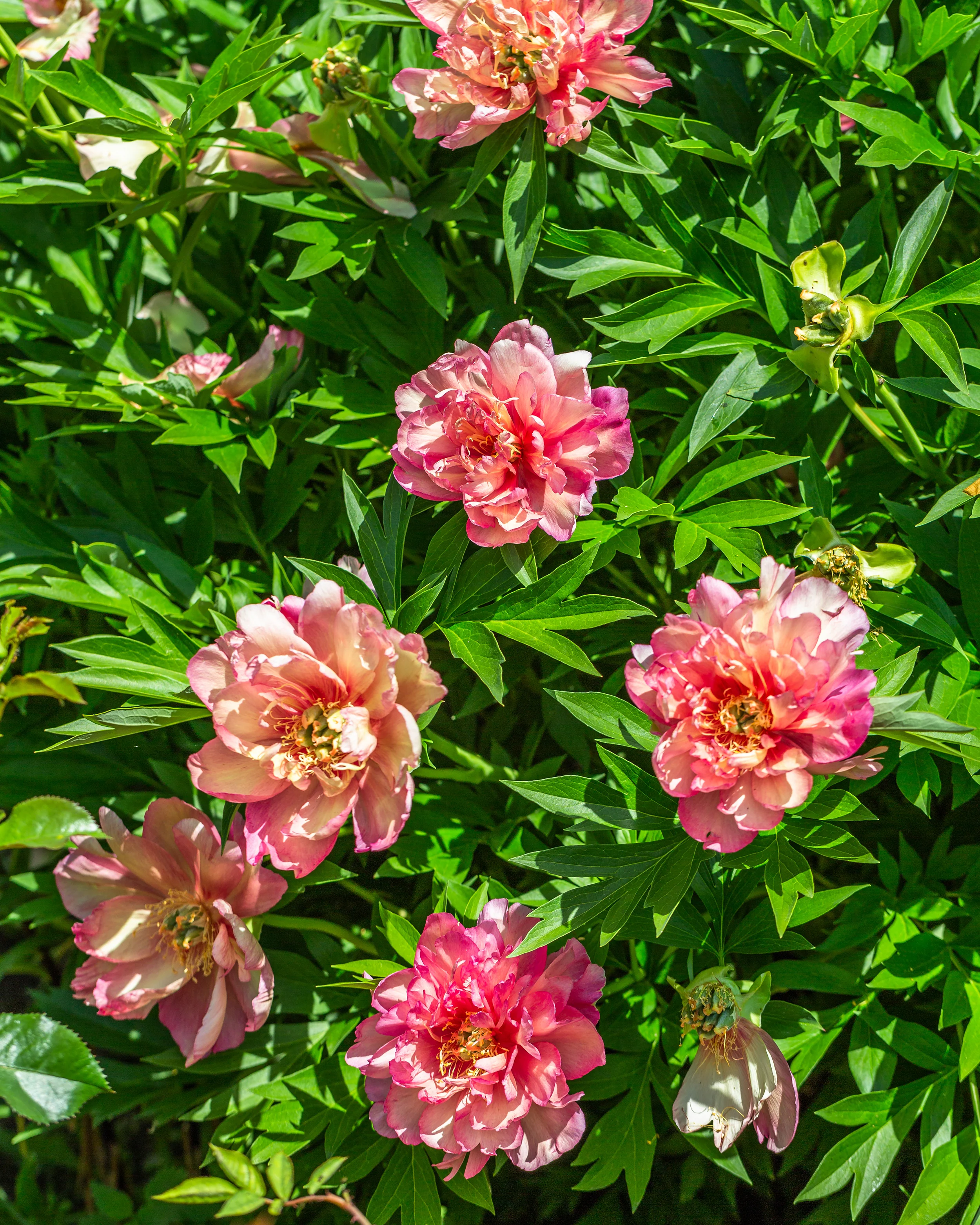 Paeonia 'Julia Rose' - Image 7
