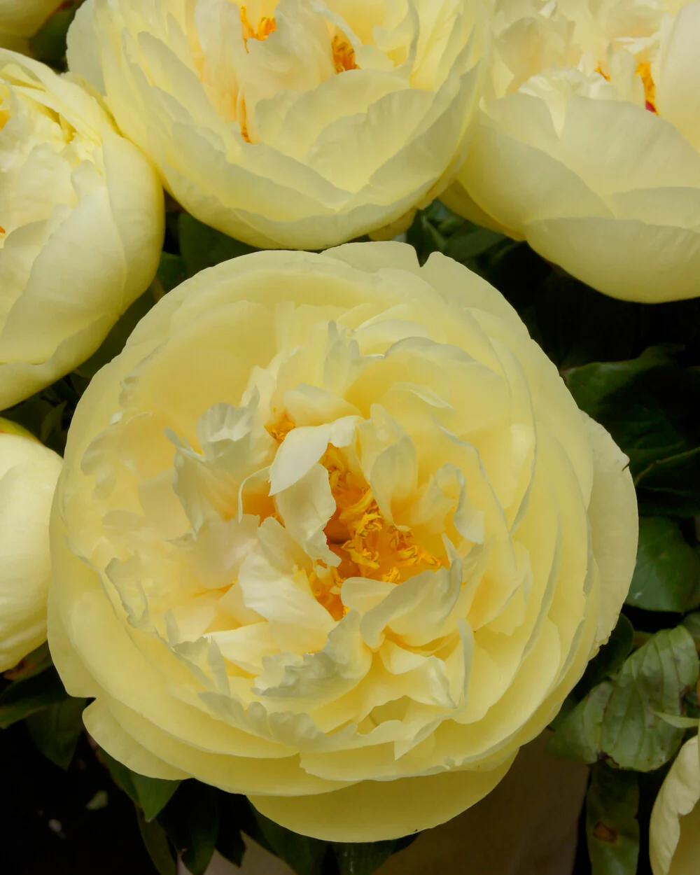 Paeonia 'Lemon Chiffon' - Image 10