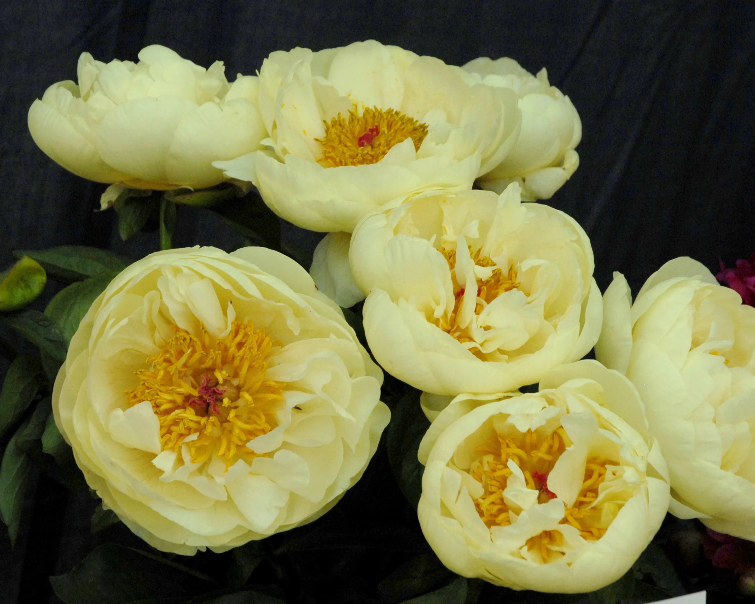 Paeonia 'Lemon Chiffon' - Image 14