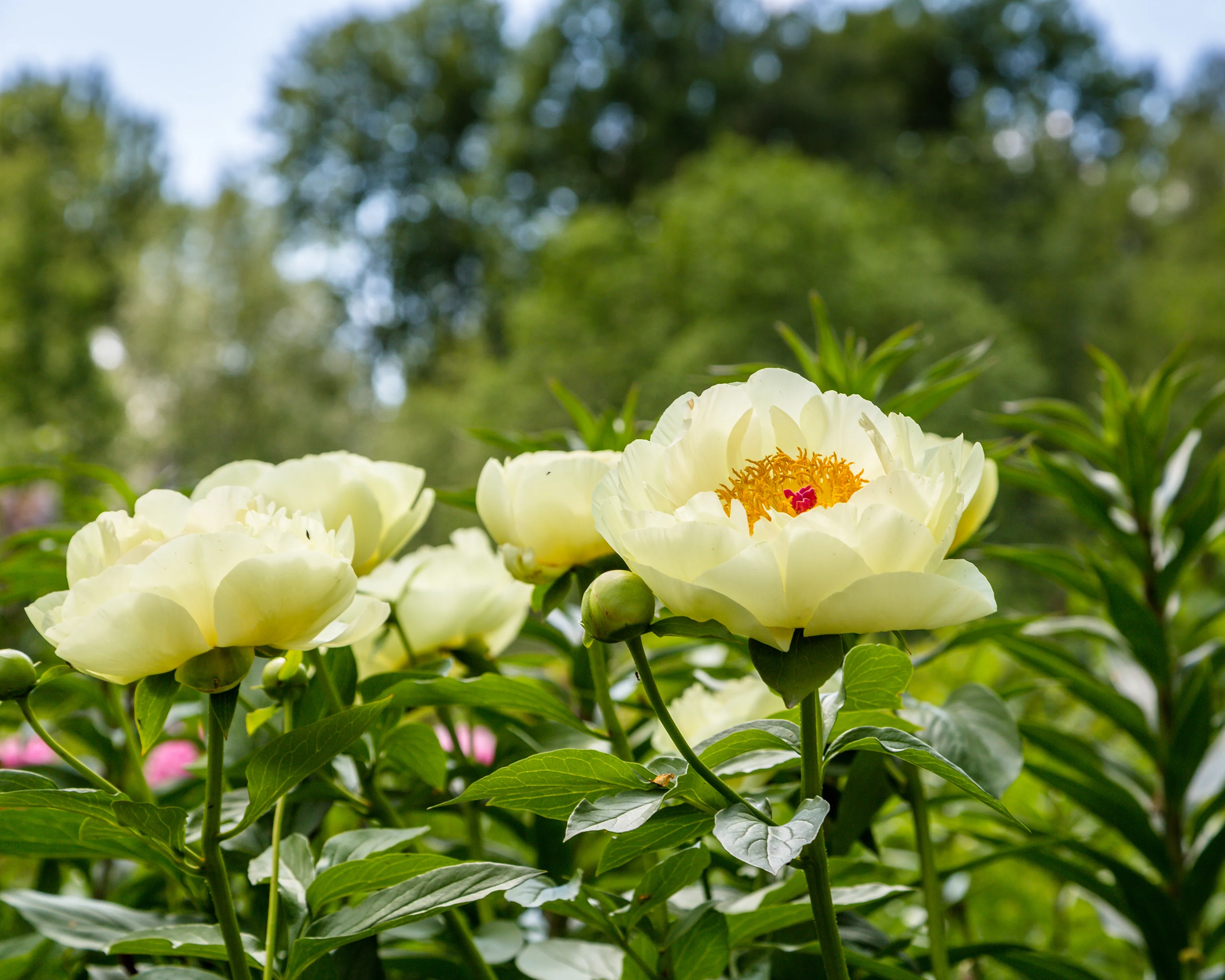 Paeonia 'Lemon Chiffon' - Image 4